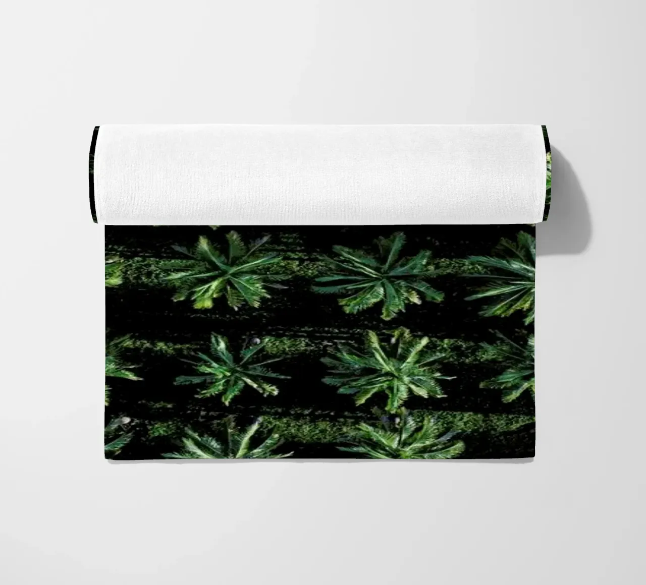 Palms telo mare da ROBERTO H