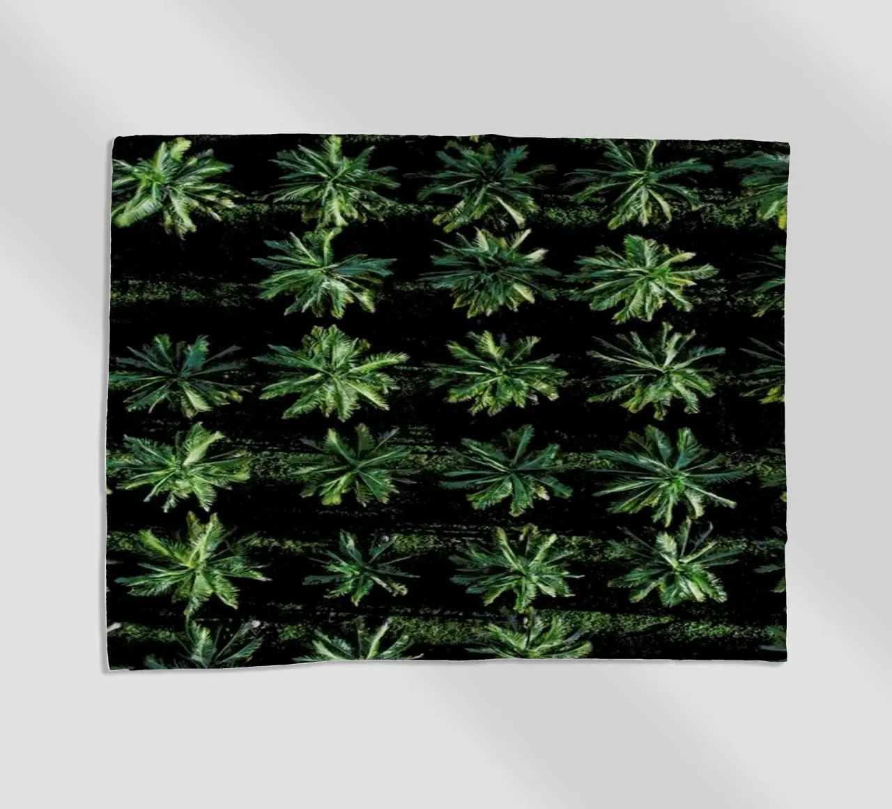 Palms telo mare da ROBERTO H