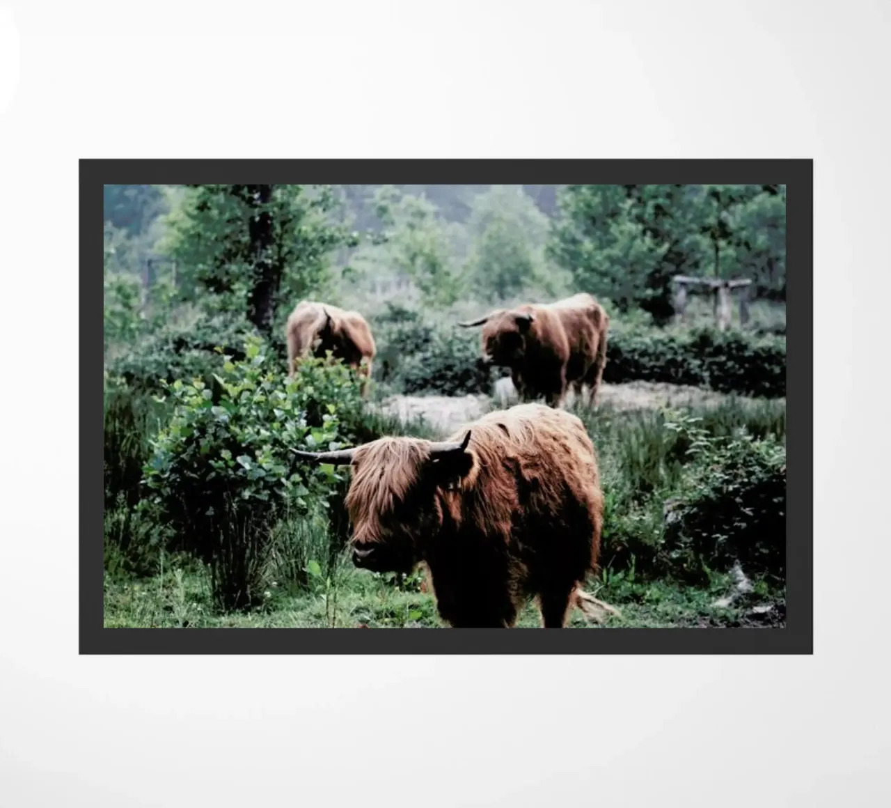 Seen But Not Herd zerbino da Natural Kingdom