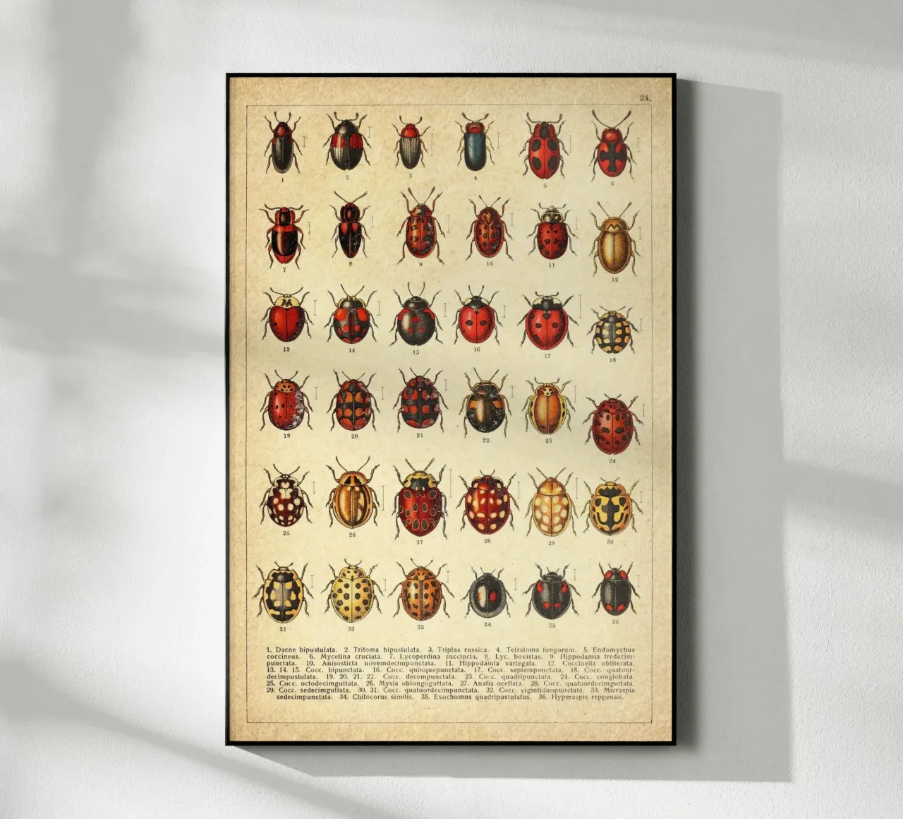 Ladies plexiglass da vintagebotanics