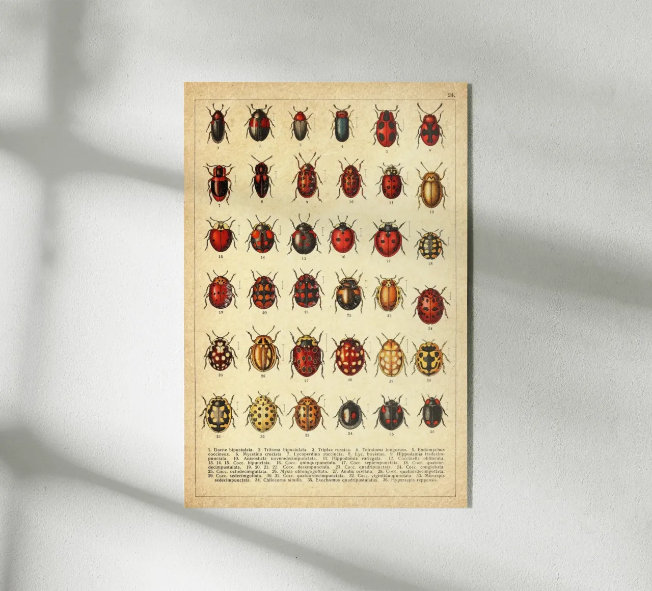 Ladies plexiglass da vintagebotanics