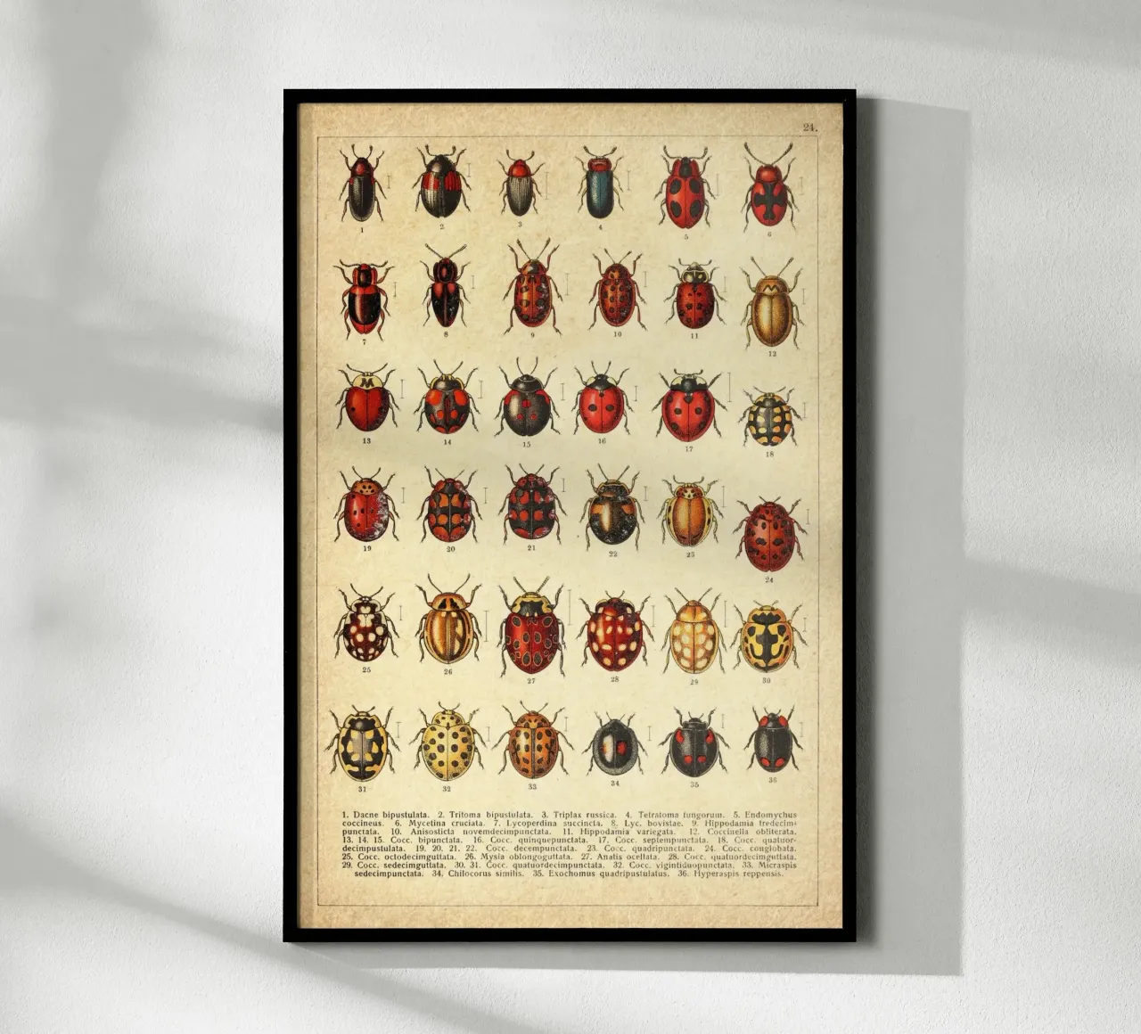 Ladies poster da vintagebotanics