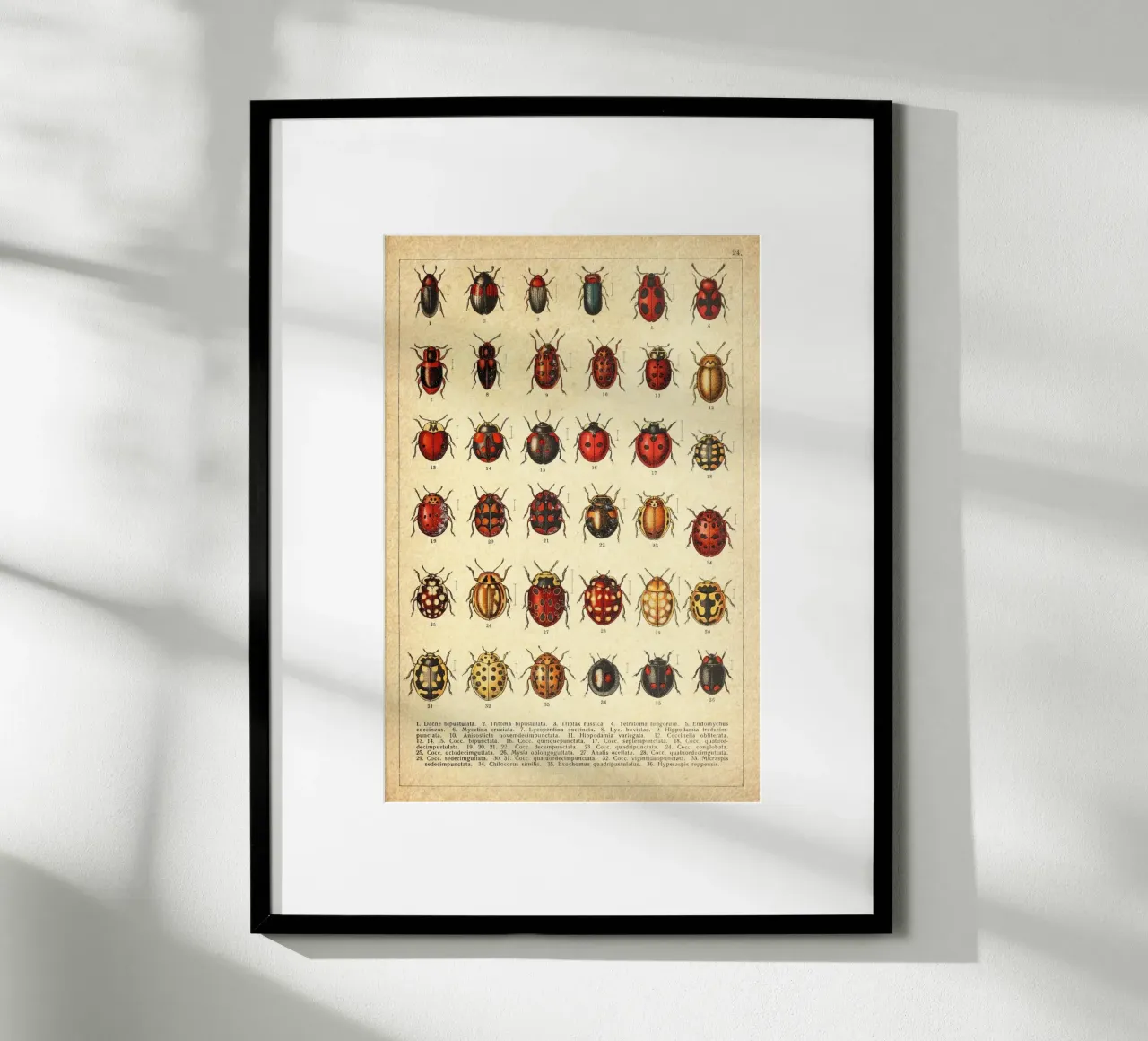 Ladies poster da vintagebotanics