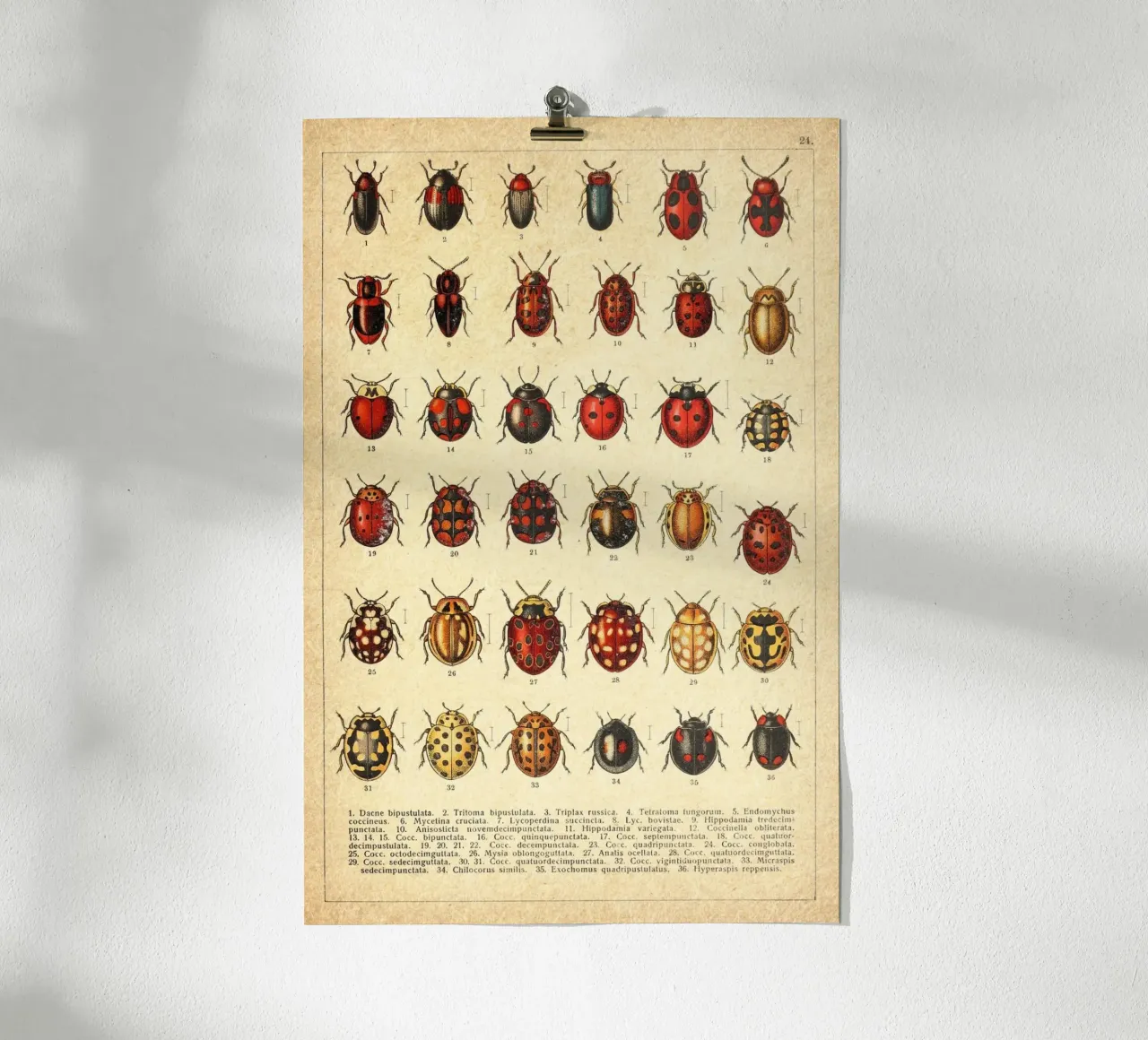 Ladies poster da vintagebotanics