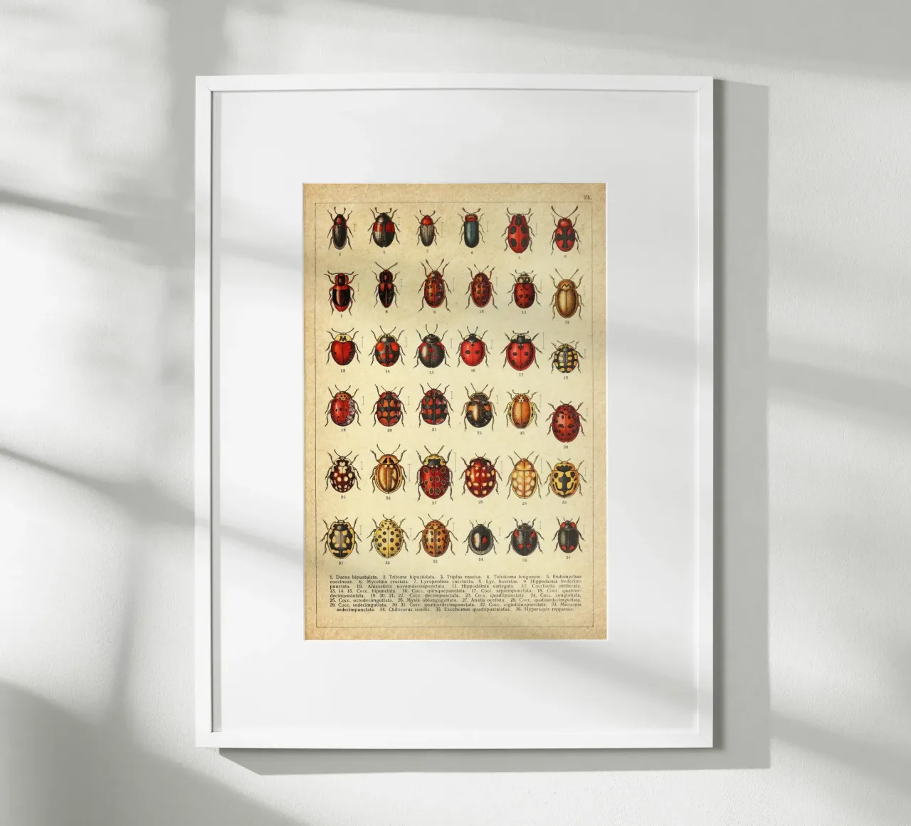 Ladies poster da vintagebotanics