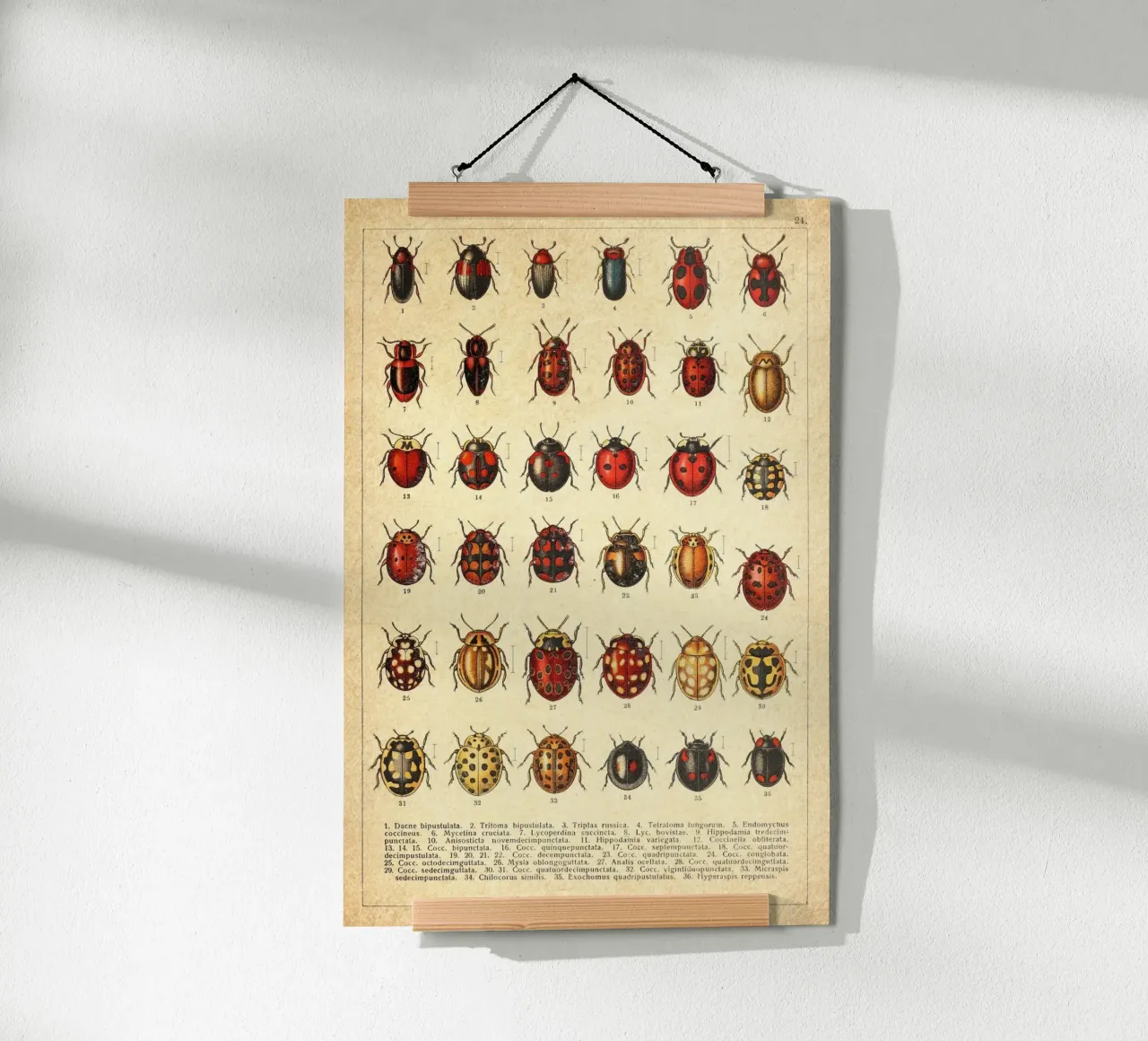 Ladies poster da vintagebotanics