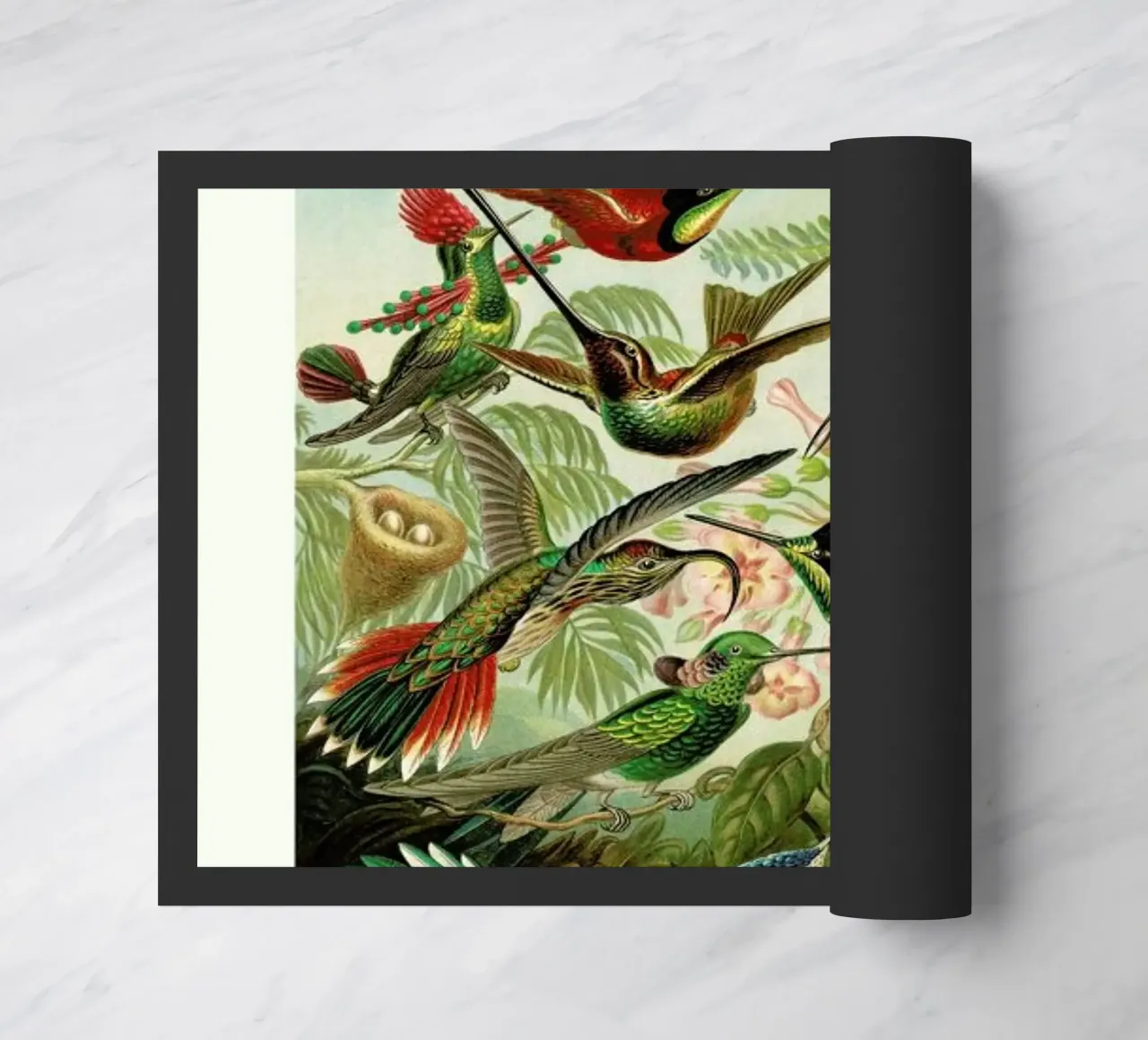 Haeckel - Hummingbirds and Trochilidae (Kolibris) zerbino da ARTOTHEK