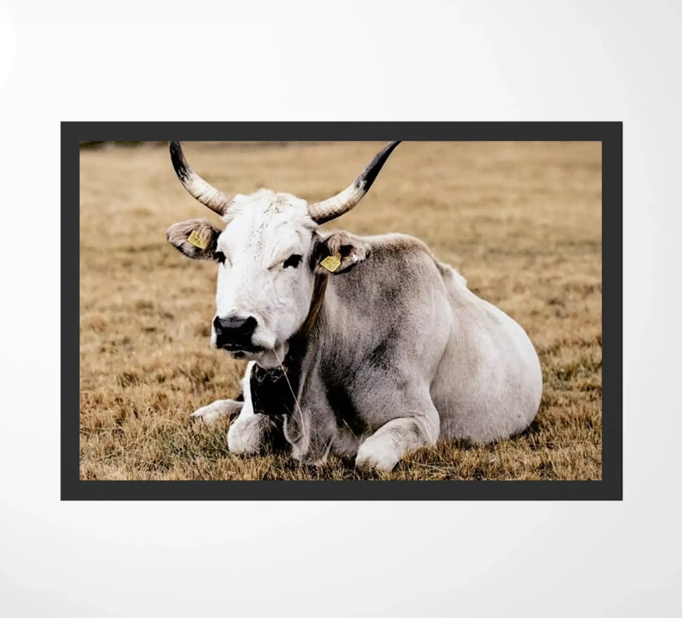 Pasture zerbino da Natural Kingdom