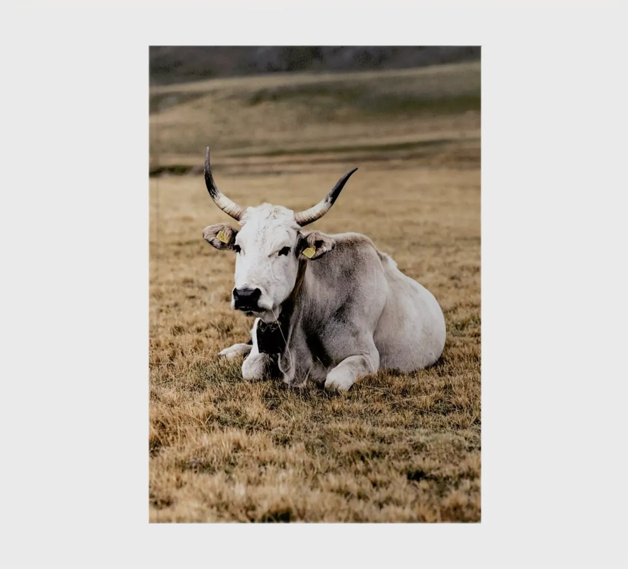 Pasture notebook by Natural Kingdom