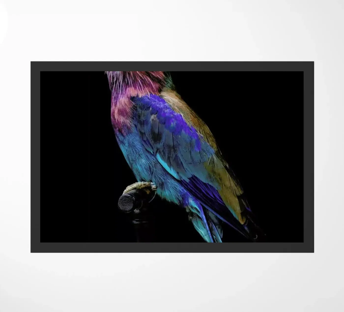 Birds 2 zerbino da Curious Collections by Marielle Leenders