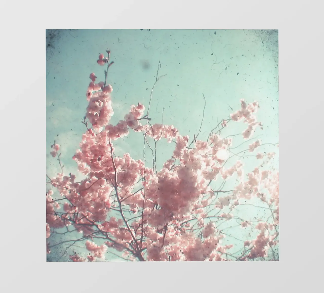 Fiori di caramella telo in pvc da Cassia Beck Photography