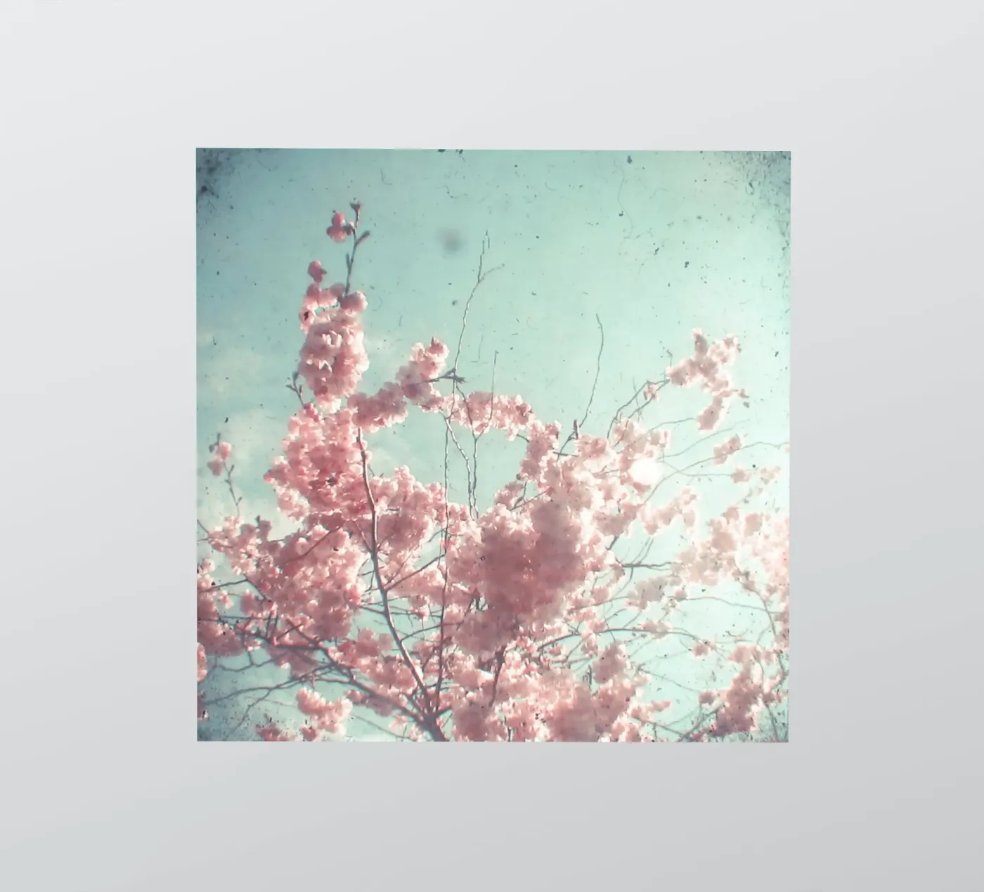 Candy Floss sticker by Cassia Beck Photography