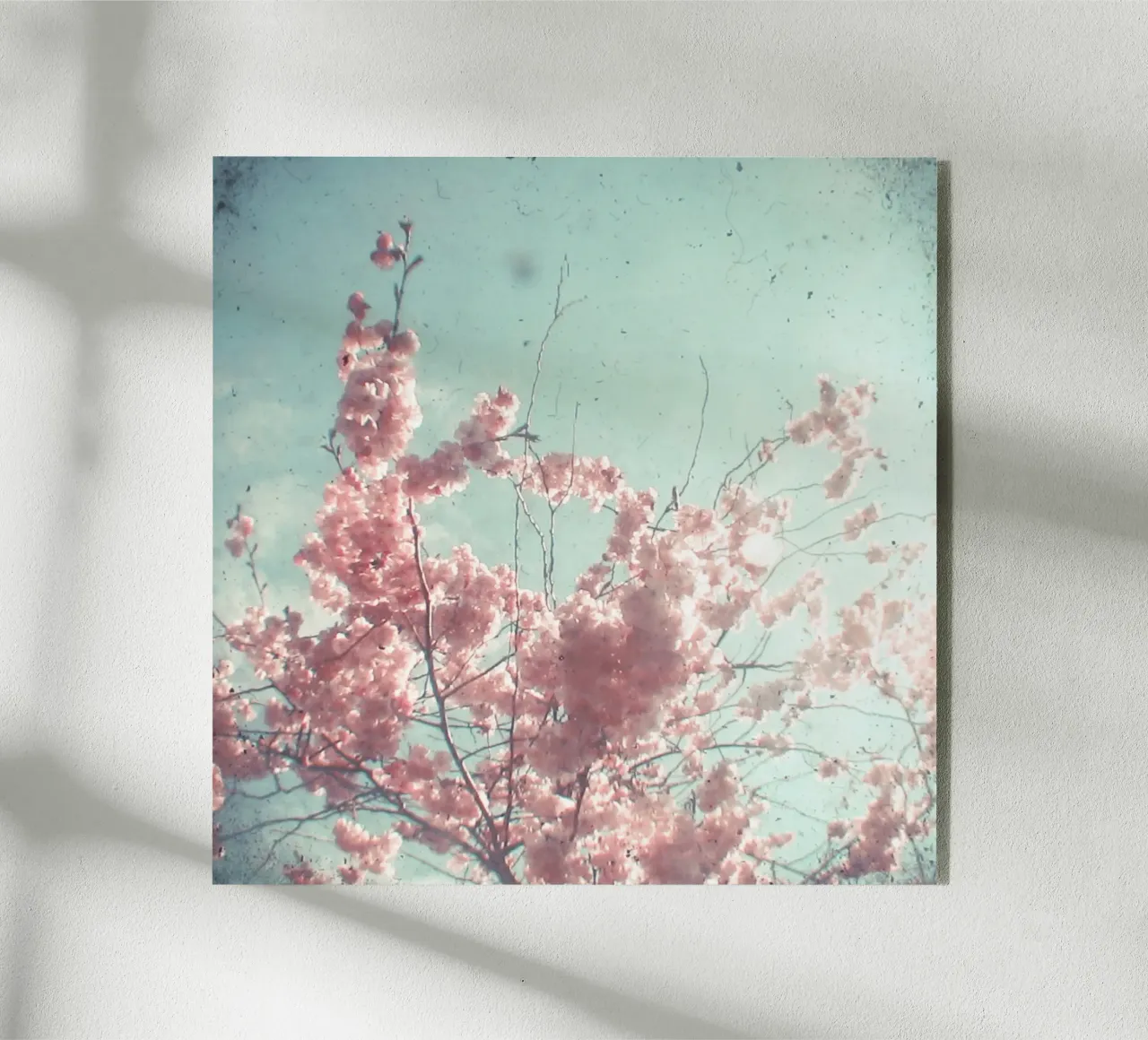 Zuckerwatte Acryl-Glas von Cassia Beck Photography