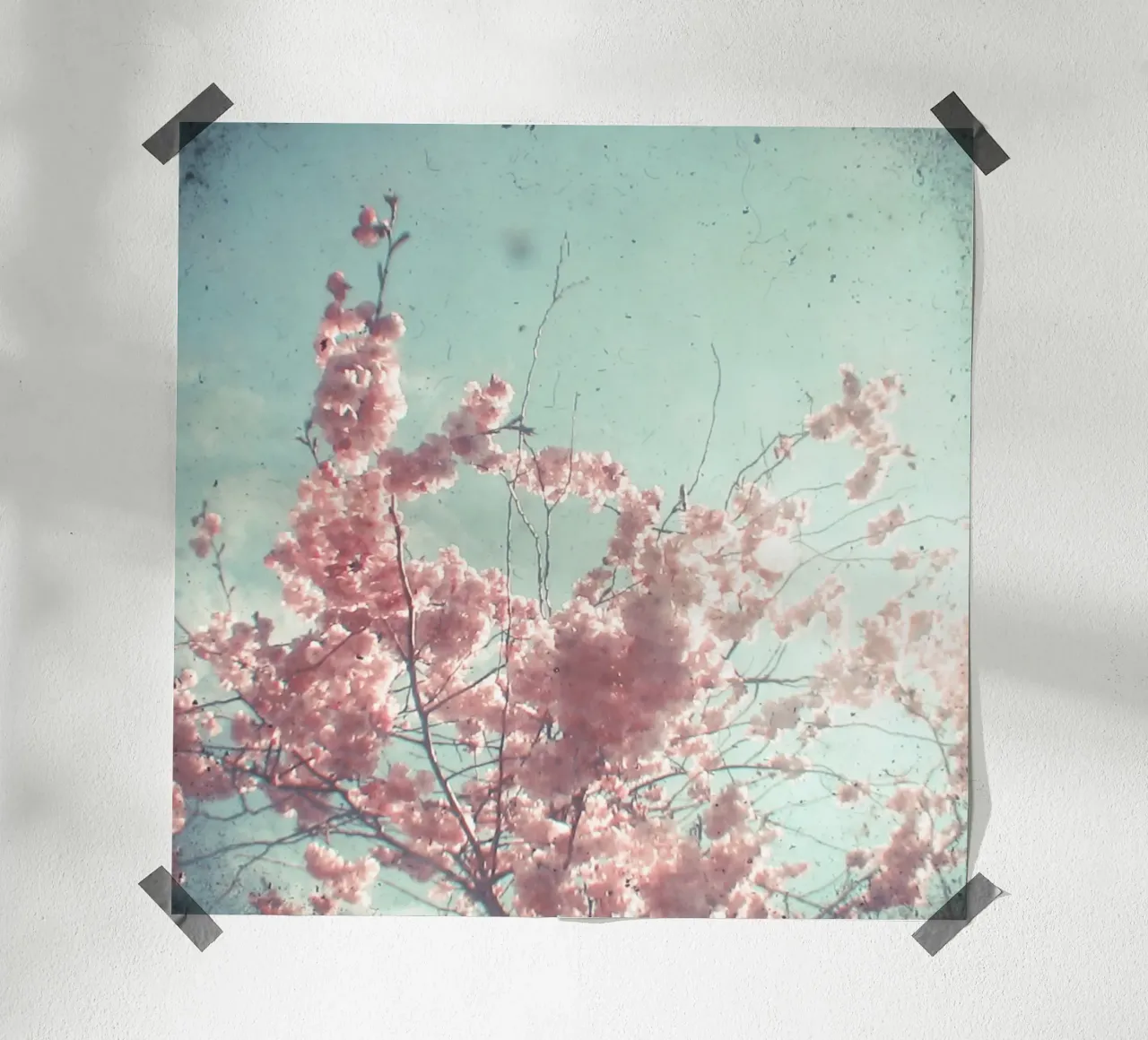 Suikerspin poster van Cassia Beck Photography