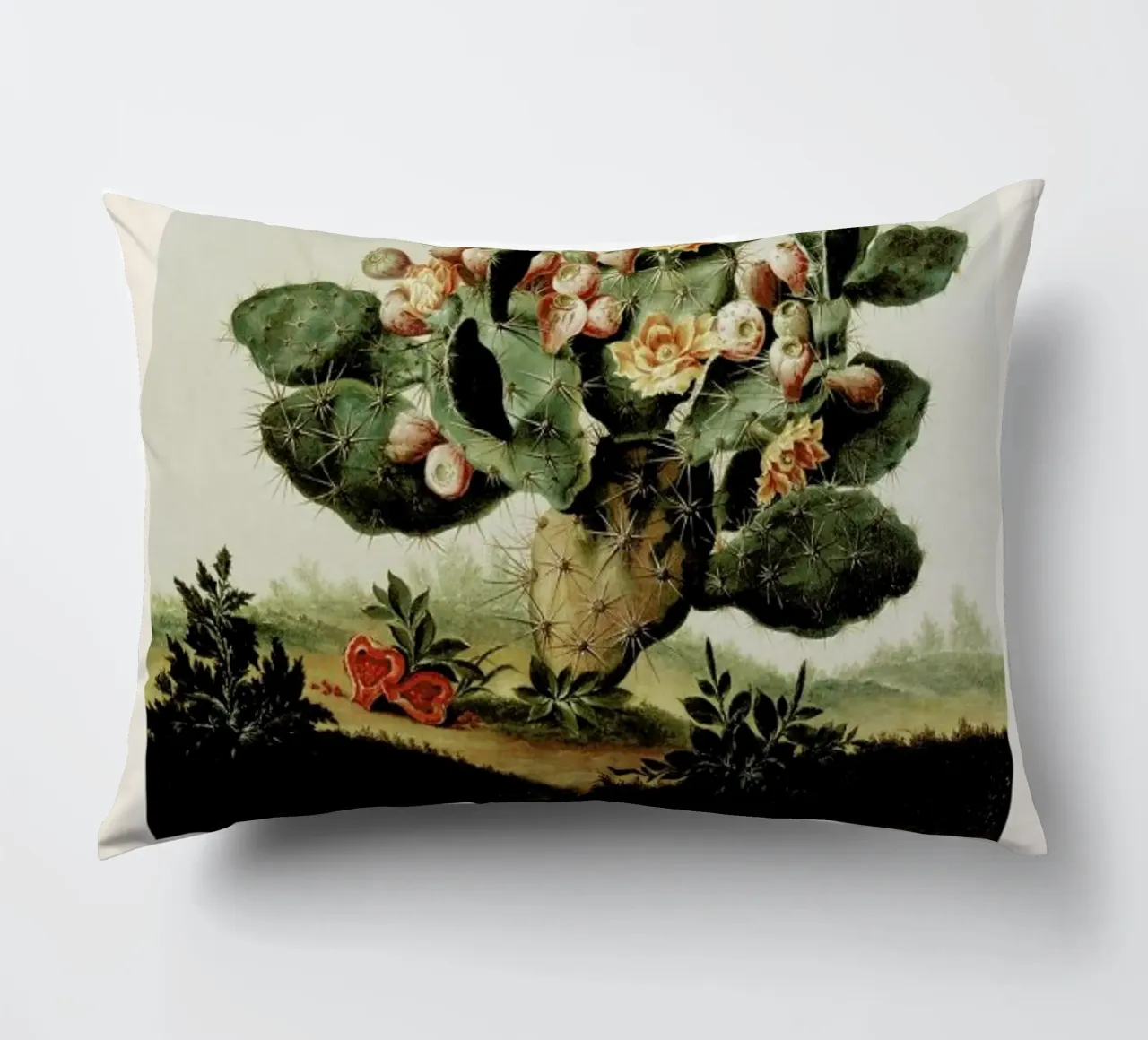 Albert van der Eeckhout- Still Life of a Cactus cuscino da ARTOTHEK