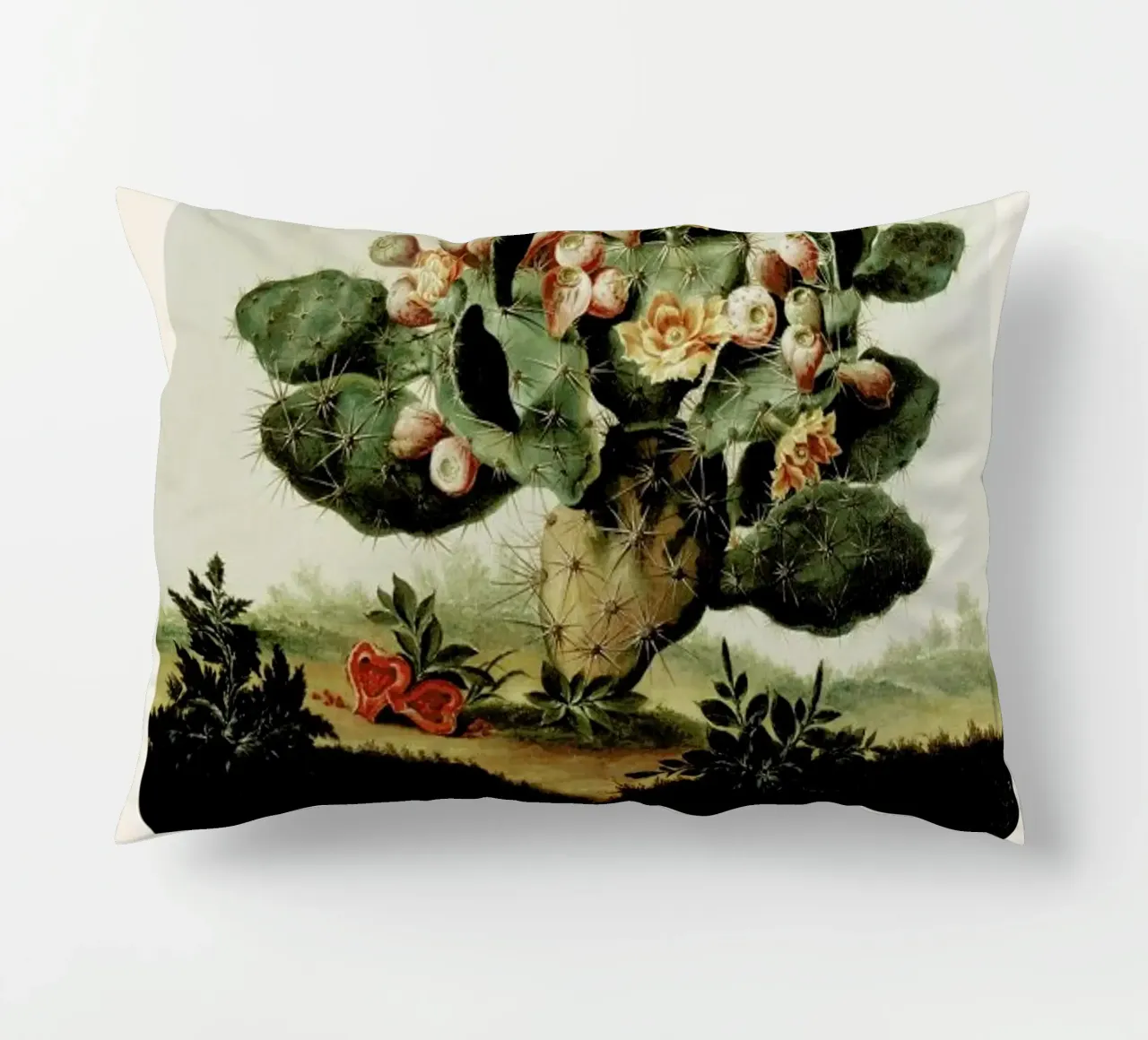 Albert van der Eeckhout- Still Life of a Cactus cuscino da ARTOTHEK