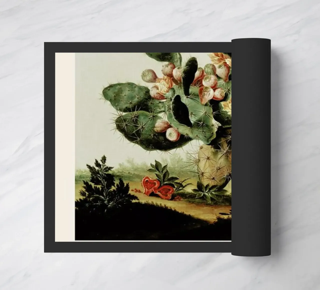 Albert van der Eeckhout- Still Life of a Cactus zerbino da ARTOTHEK