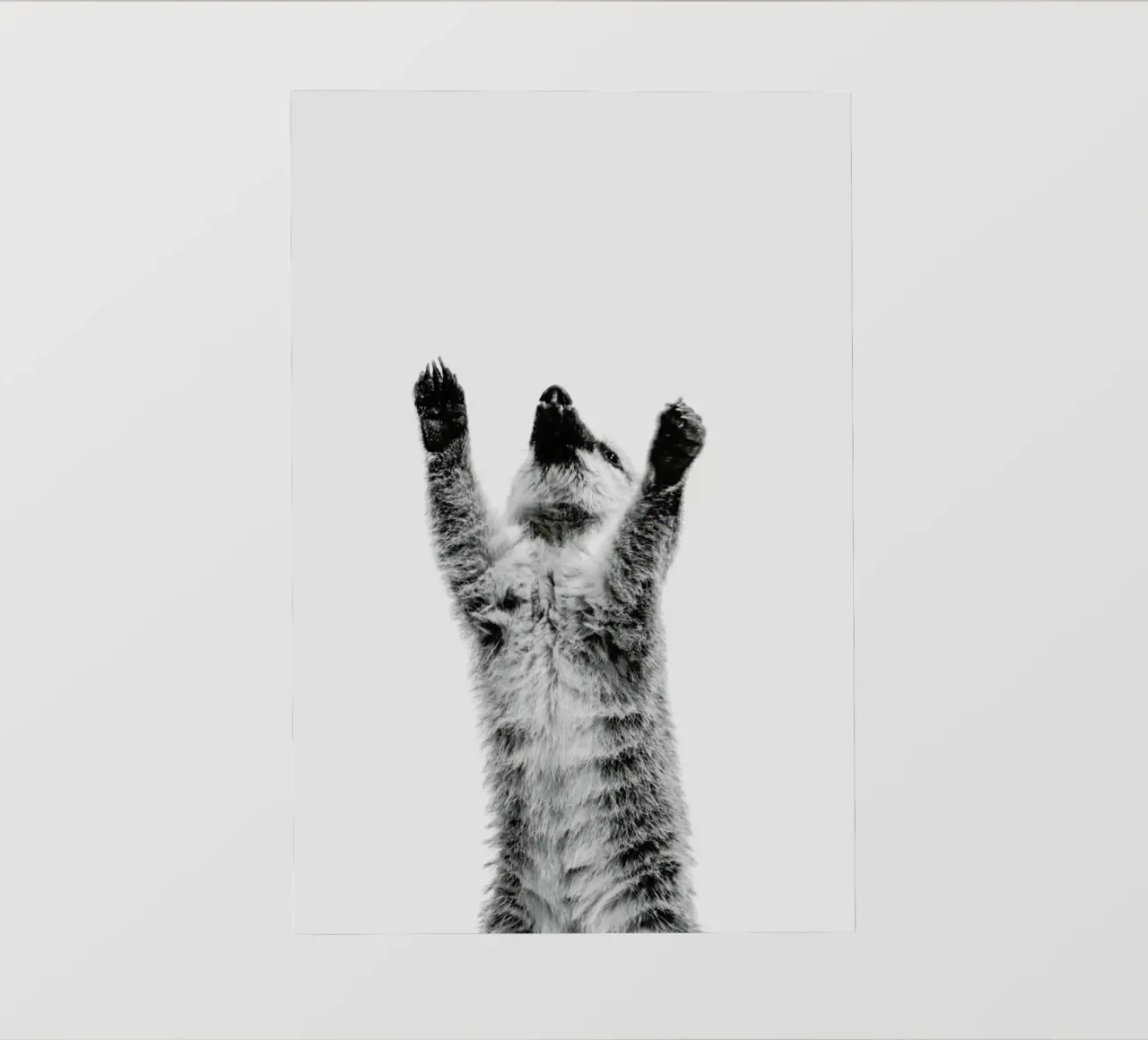 Meerkat II pellicola backlit da Paws & Claws
