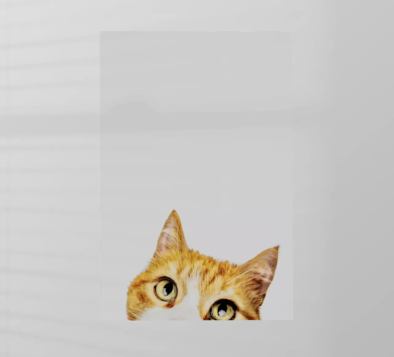 Cat pellicola backlit da Paws & Claws