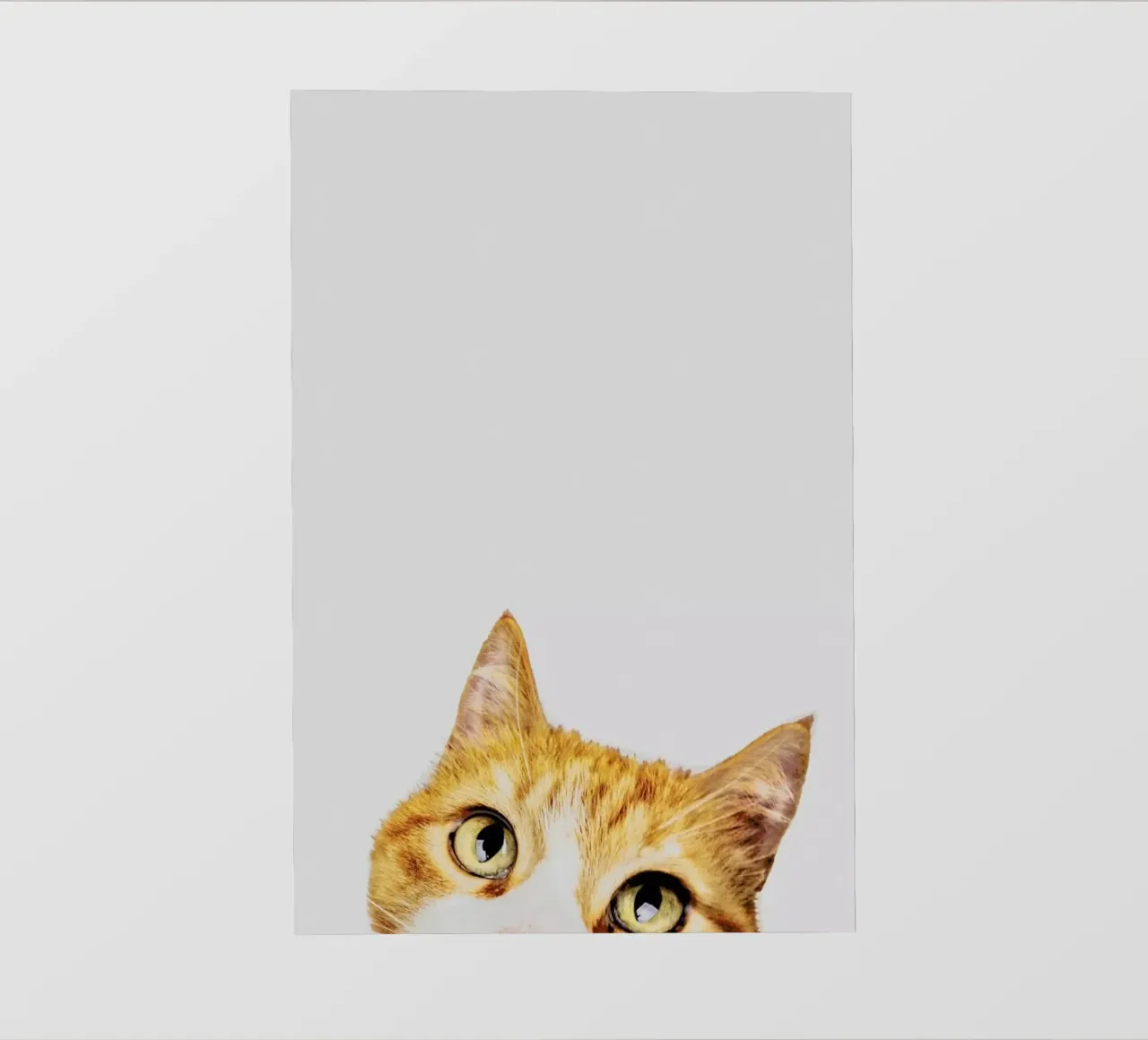 Cat pellicola backlit da Paws & Claws