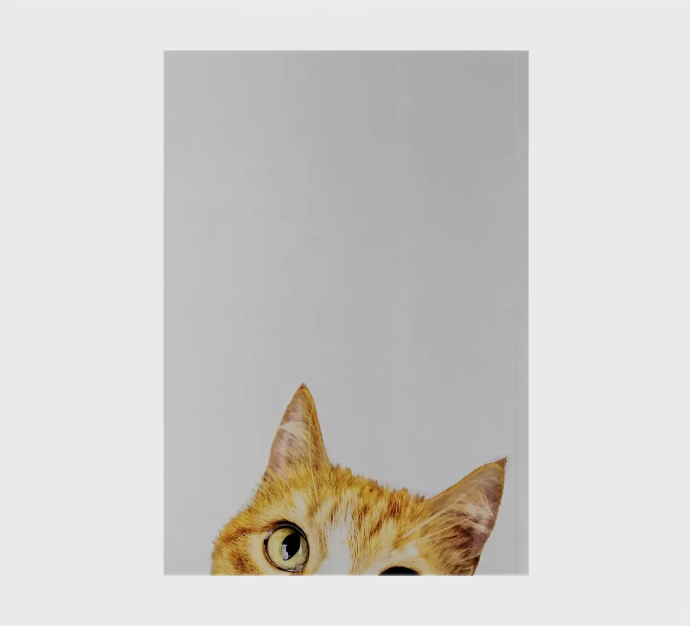 Cat notebook by Paws & Claws