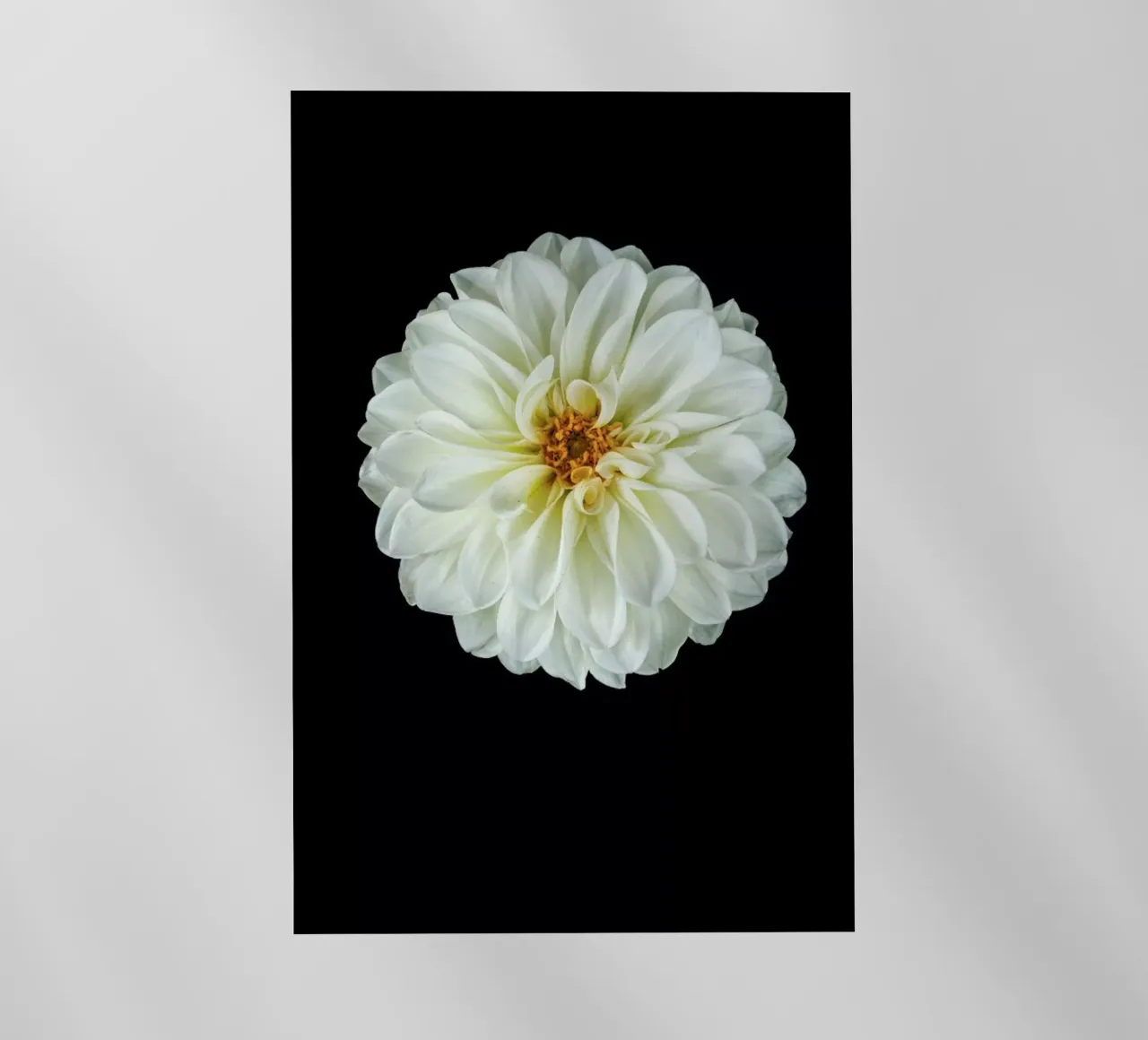 Dahlia 1 pellicola backlit da Curious Collections by Marielle Leenders
