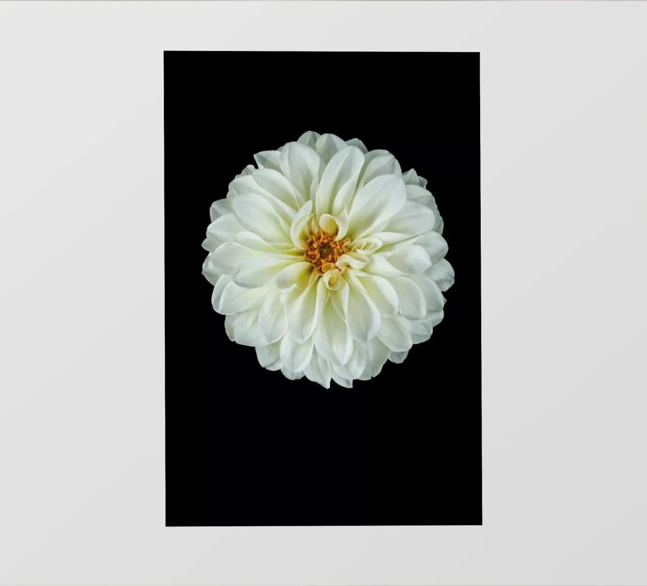 Dahlia 1 pellicola backlit da Curious Collections by Marielle Leenders