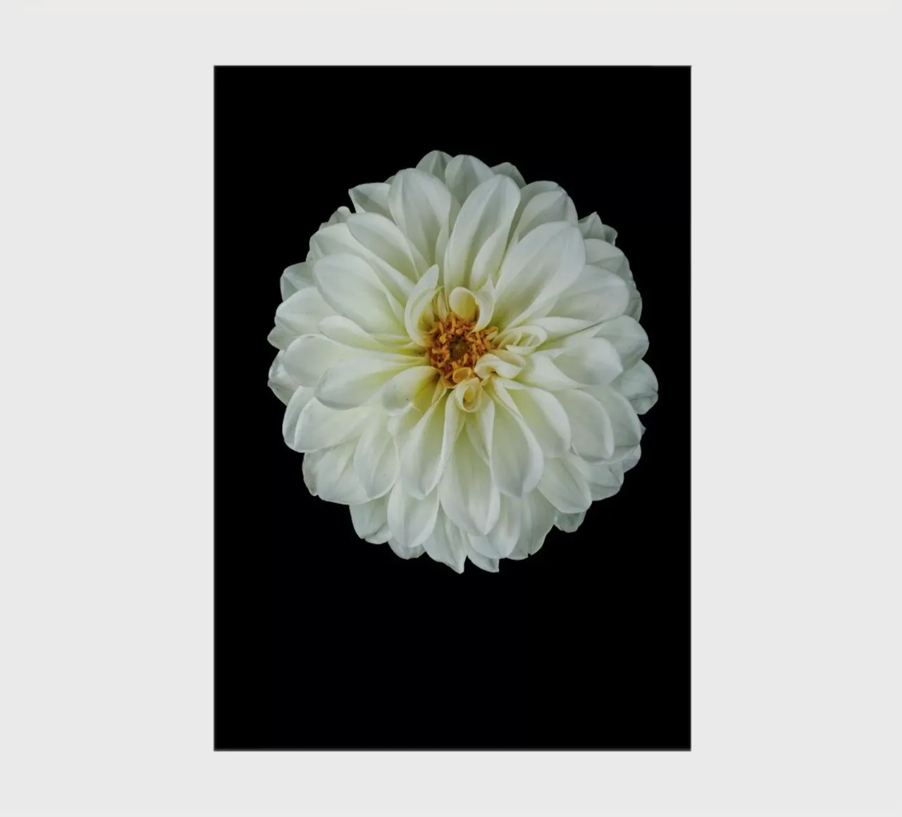 Dahlia 1 notebook by Curious Collections by Marielle Leenders