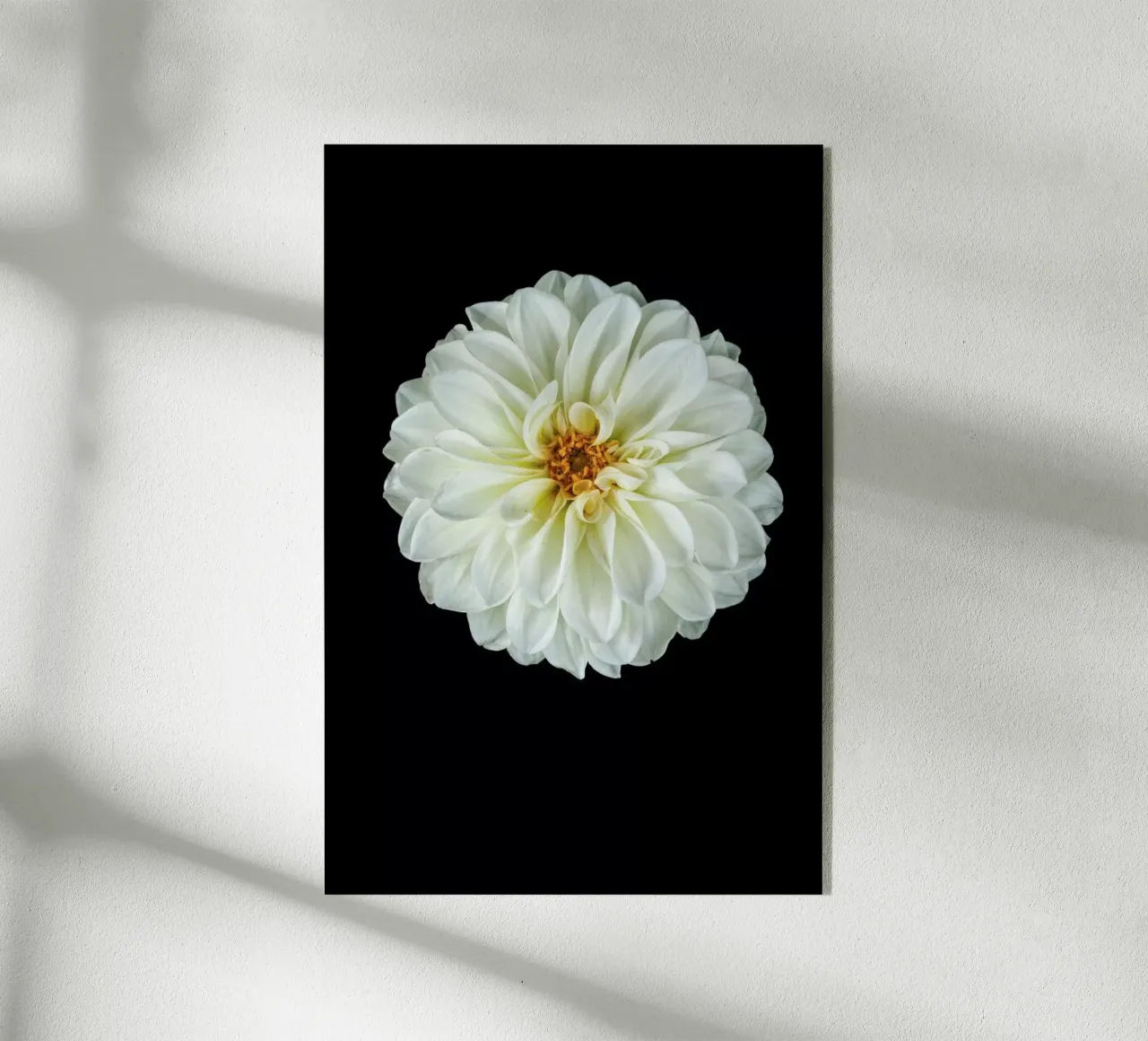 Dahlia 1 plexiglass da Curious Collections by Marielle Leenders