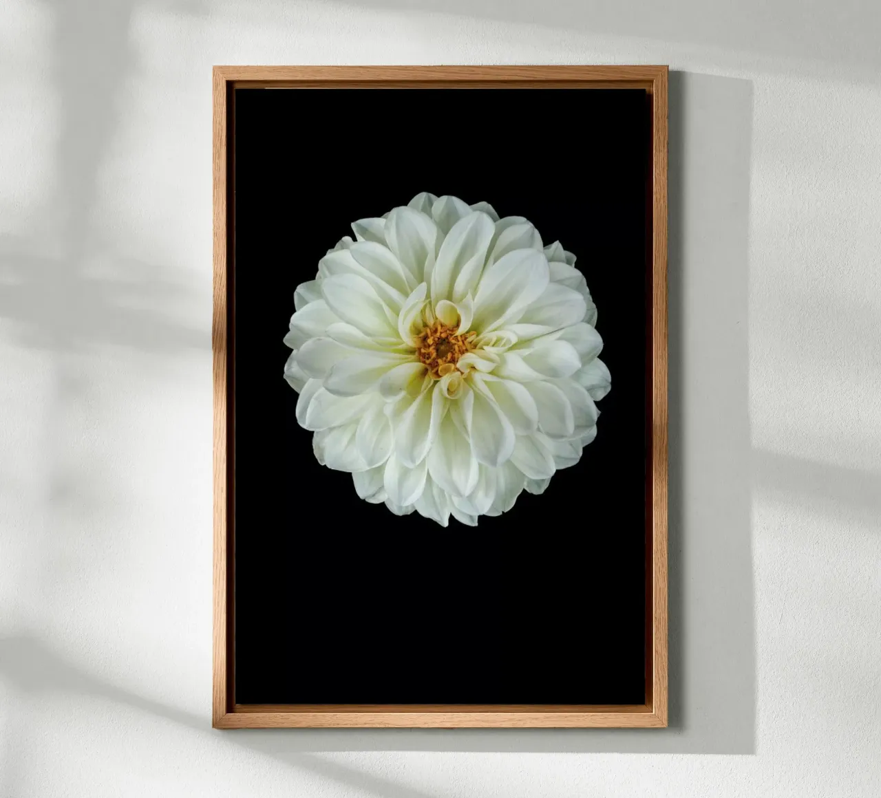 Dahlia 1 alluminio dibond da Curious Collections by Marielle Leenders