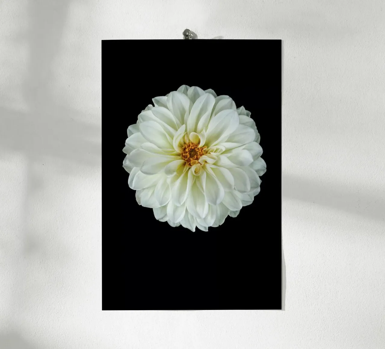 Dahlia 1 poster da Curious Collections by Marielle Leenders