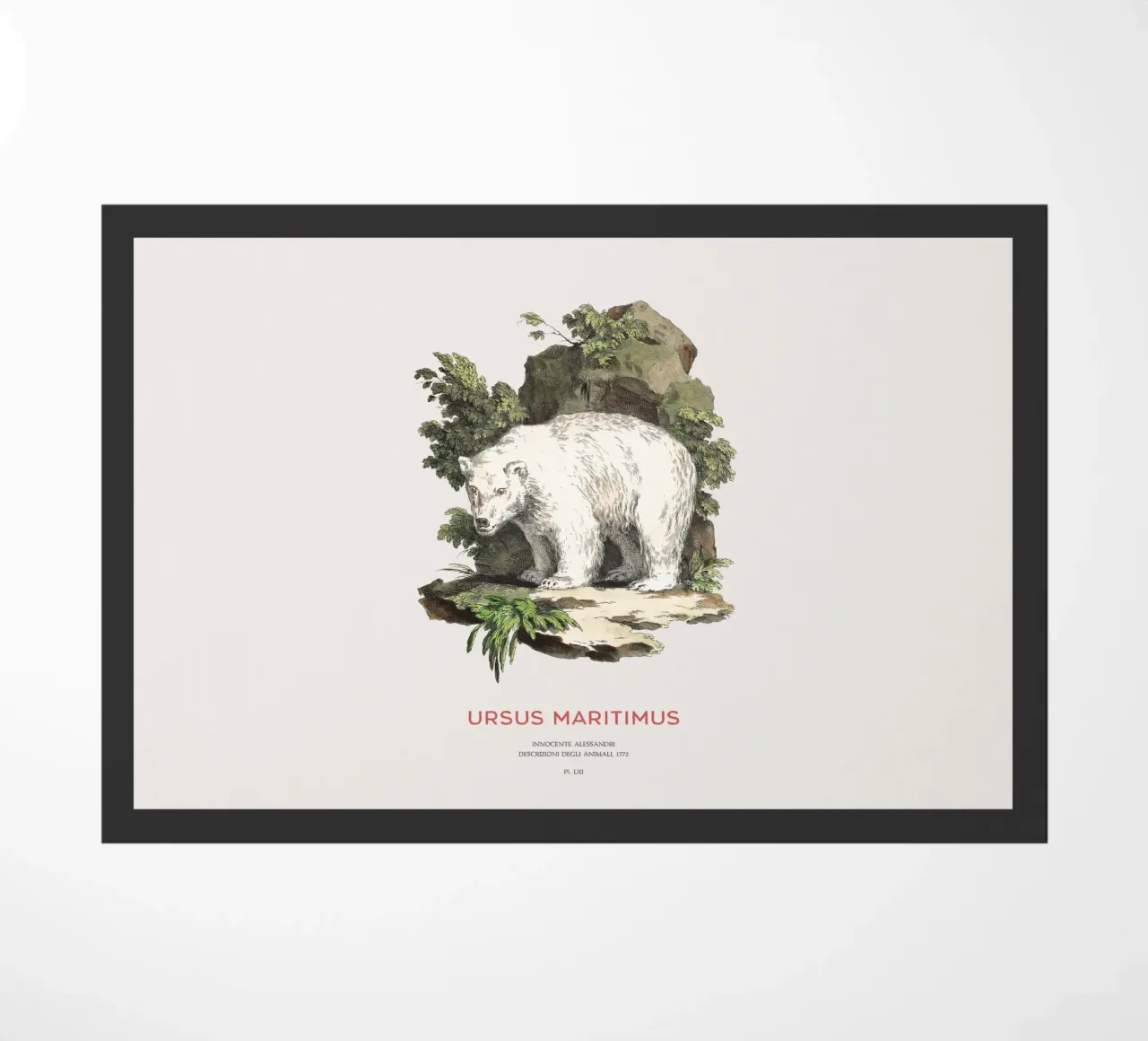 L'orso polare Arte scientifica zerbino da Vintagrafica