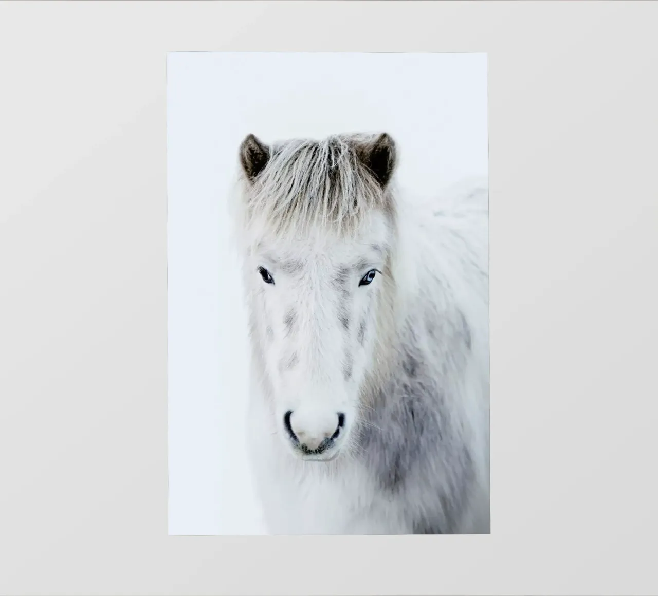 Ghost Horse pellicola backlit da Natural Kingdom