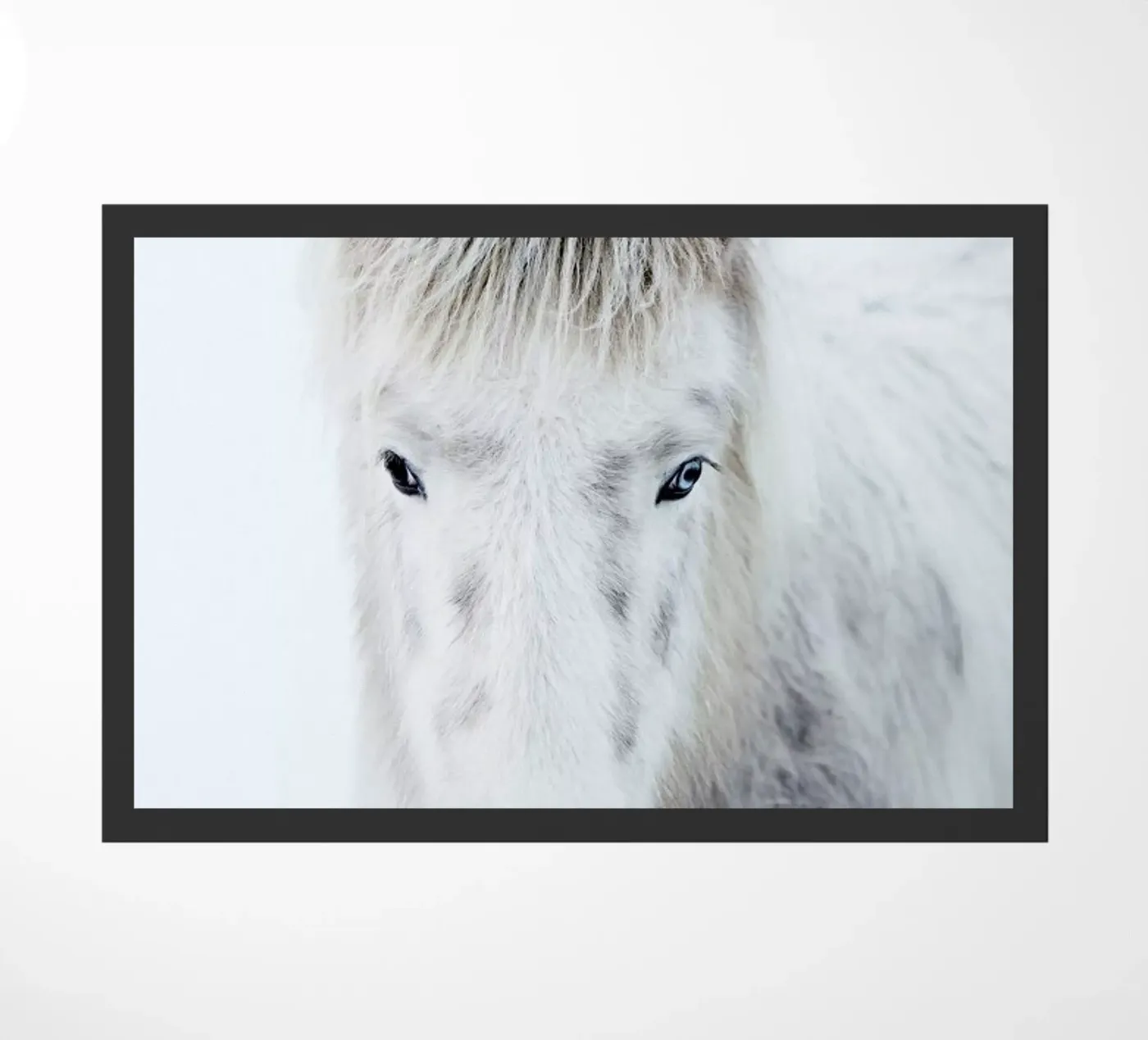 Ghost Horse zerbino da Natural Kingdom