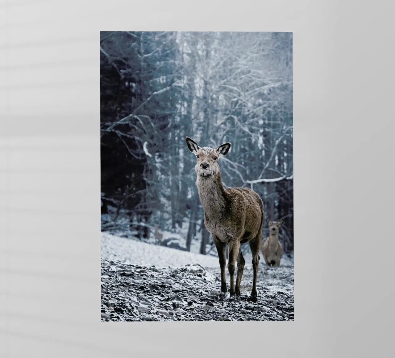 The Snap of a Twig @nilsleithold pellicola backlit da EyeEm Mobile GmbH