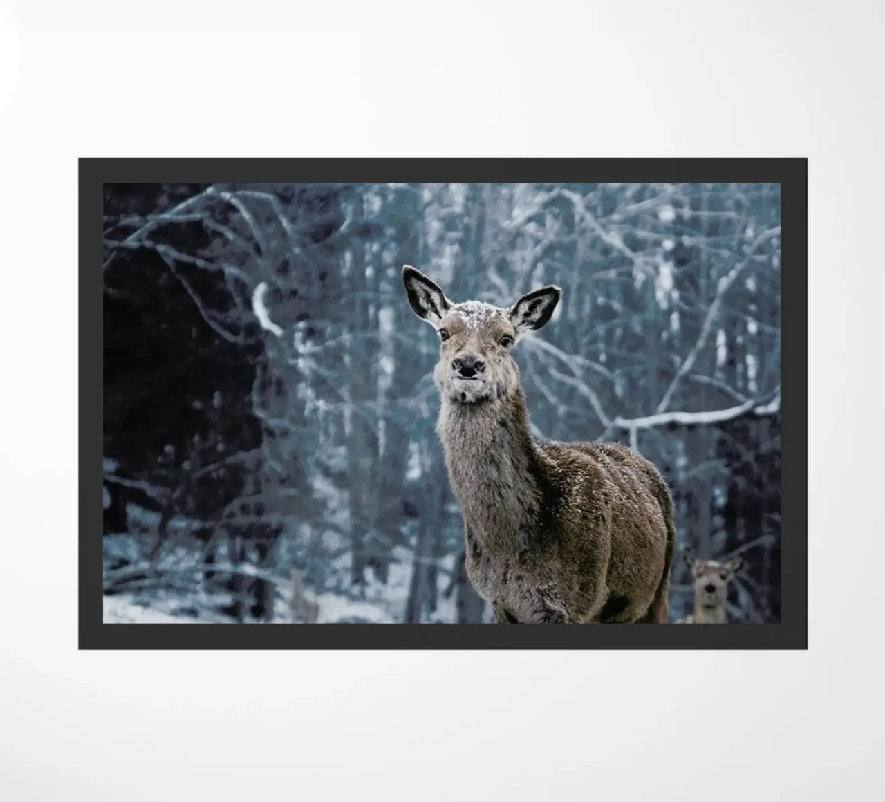 The Snap of a Twig @nilsleithold zerbino da EyeEm Mobile GmbH