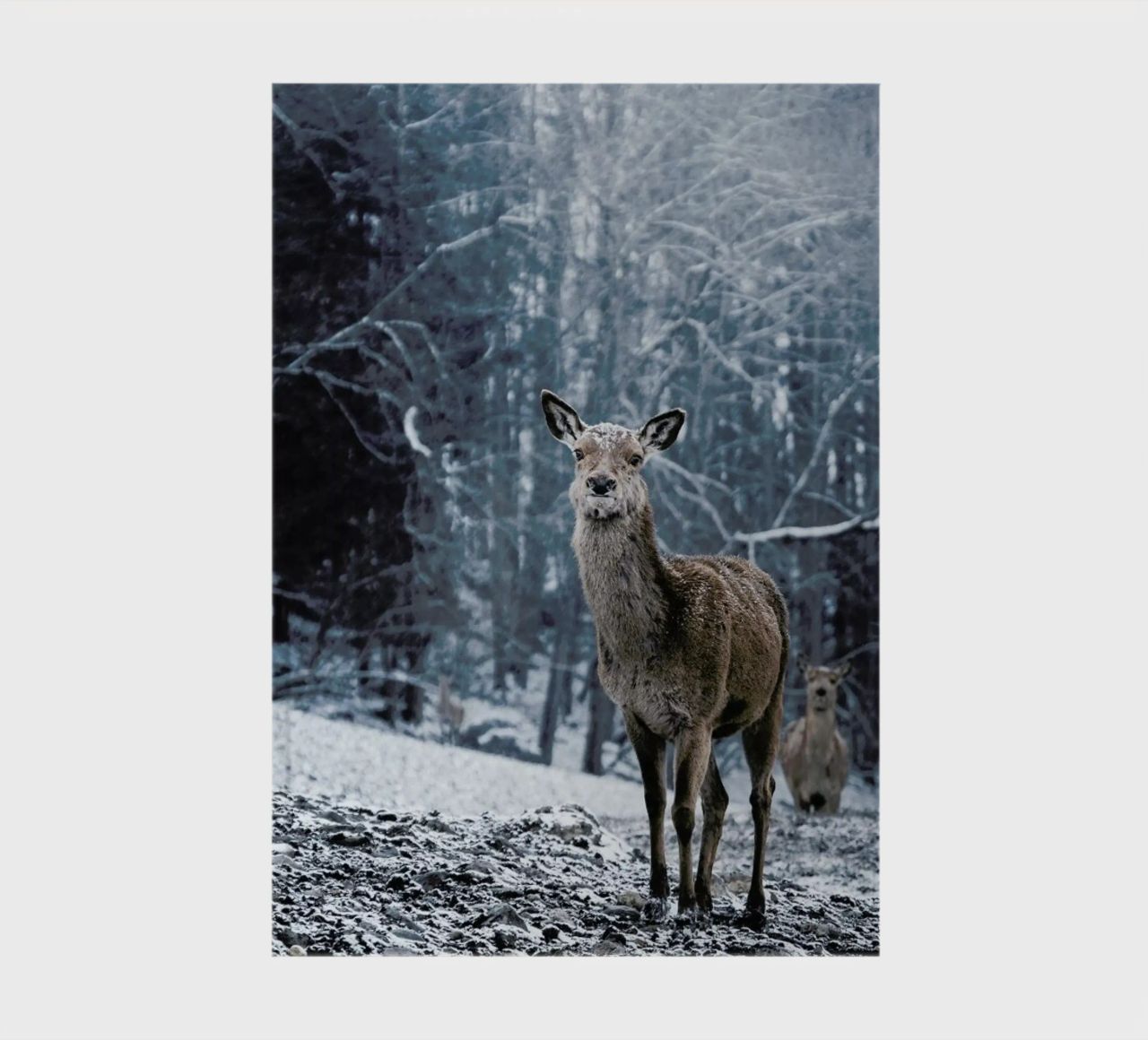 The Snap of a Twig @nilsleithold notebook by EyeEm Mobile GmbH