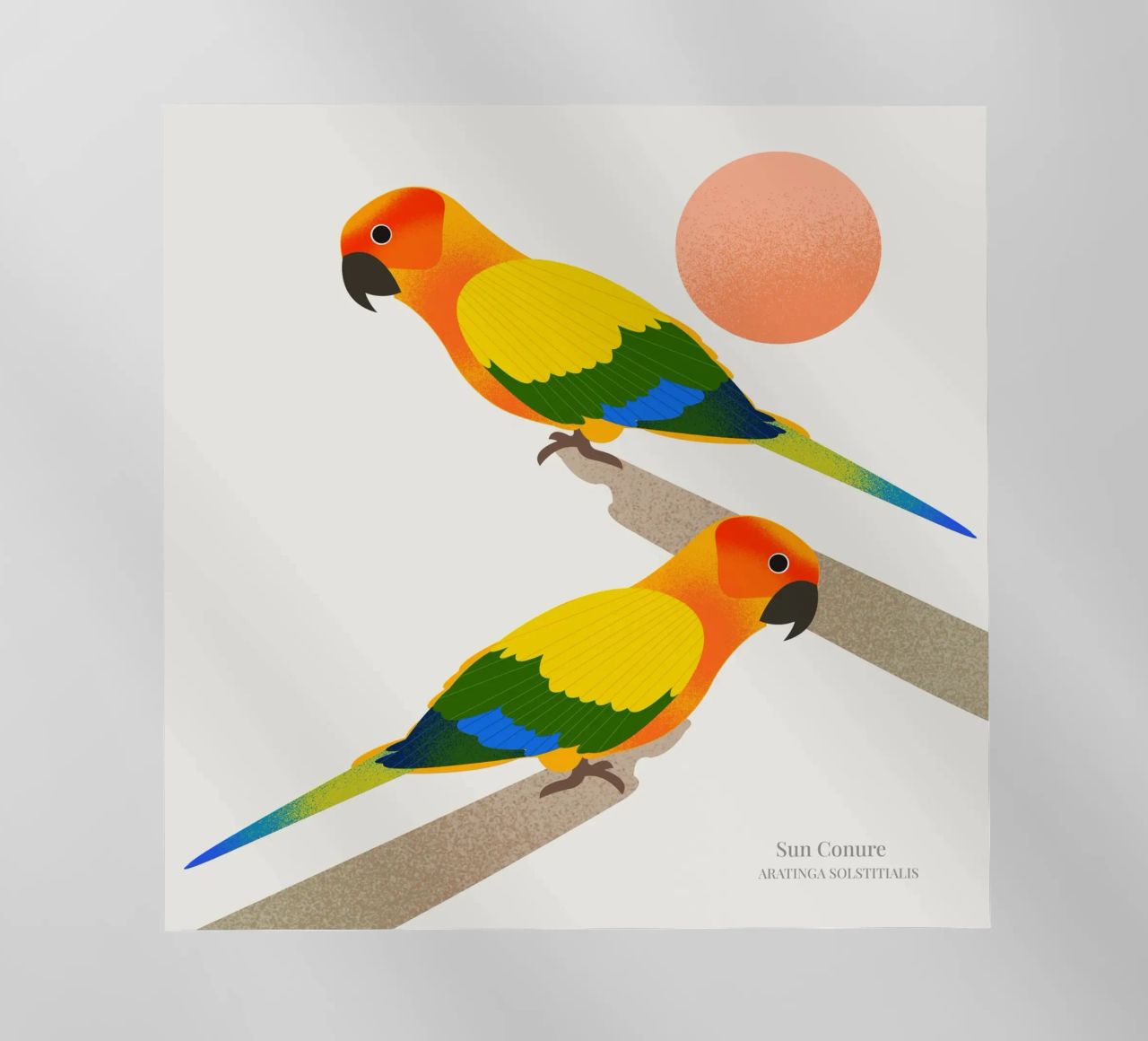 Sun Conure pellicola backlit da Dharma