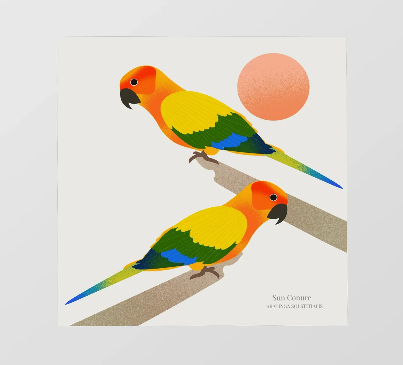 Sun Conure fotobehang van Dharma