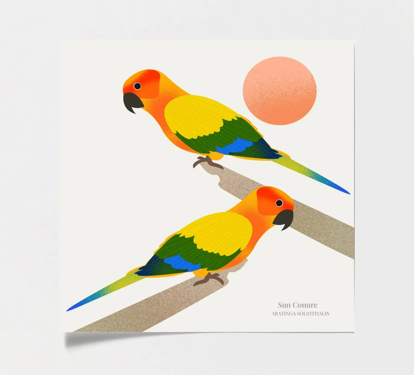 Sun Conure sticker sheet by Dharma