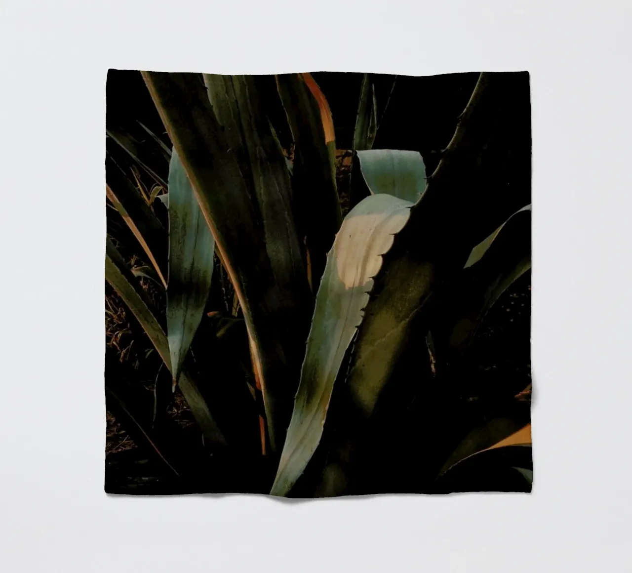 Botanical — Aloe Vera In Croatia coperta in pile da Sebastian Hilgetag