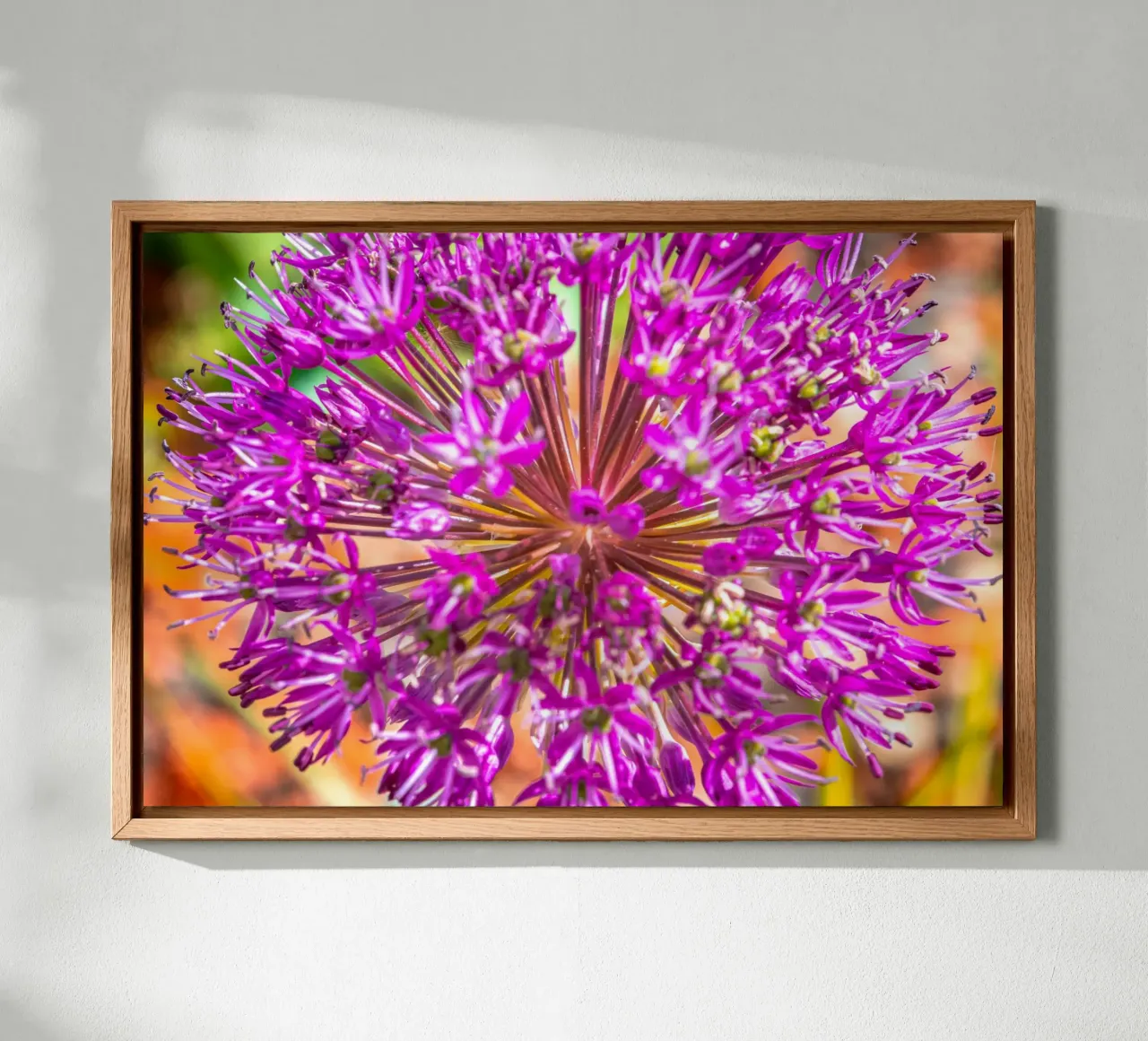 Fleur d'un poireau tympanon alu dibond de Marcus Beckert | Fotografie