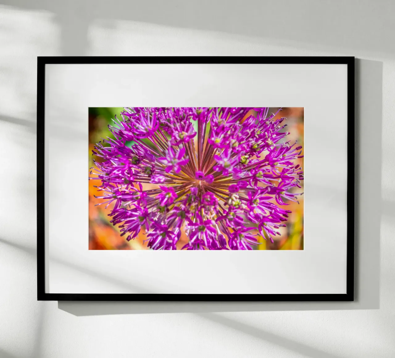 Fiore di porro timpanico poster con telaio in legno da Marcus Beckert | Fotografie