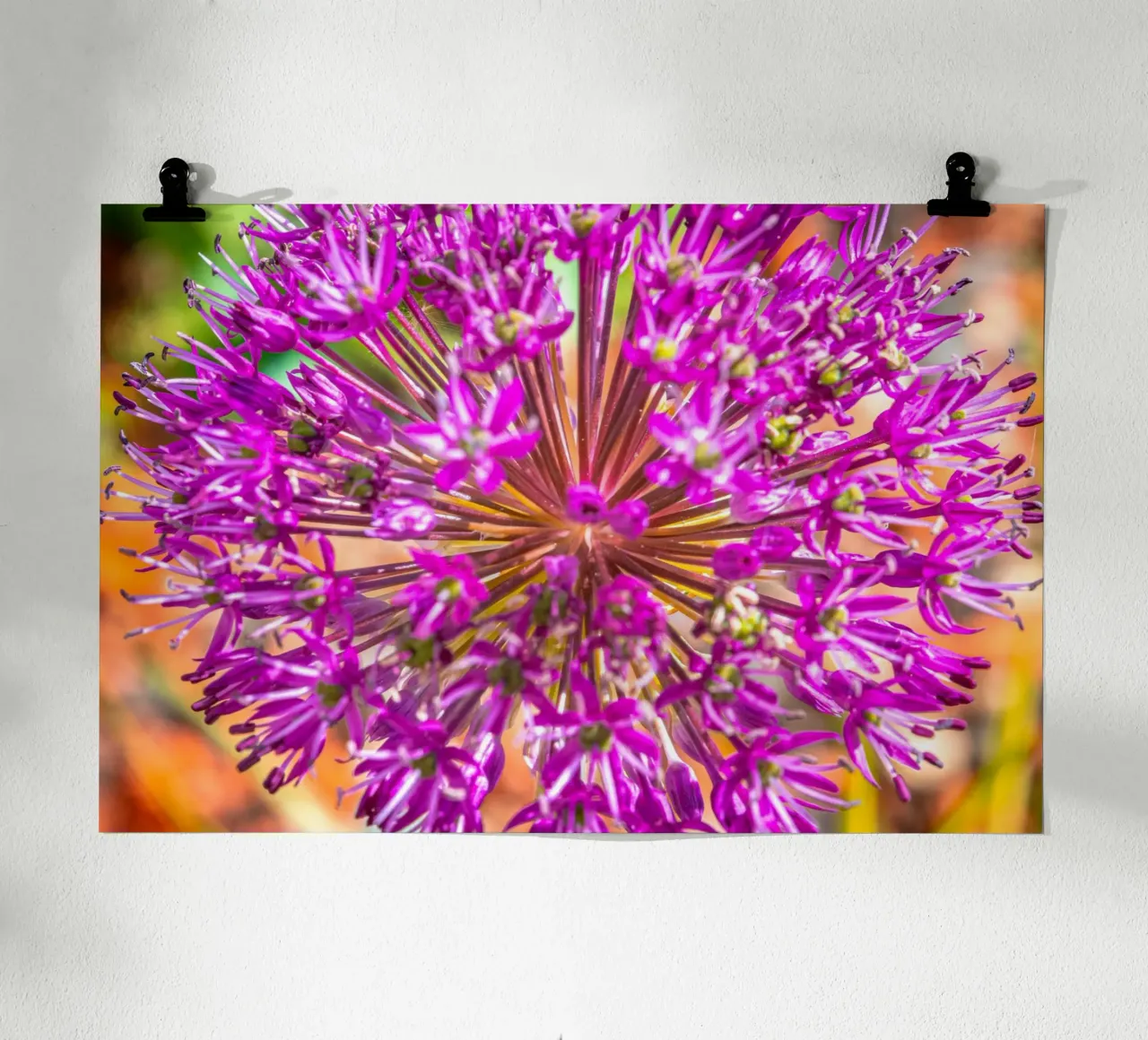 Fiore di porro timpanico poster con telaio in legno da Marcus Beckert | Fotografie