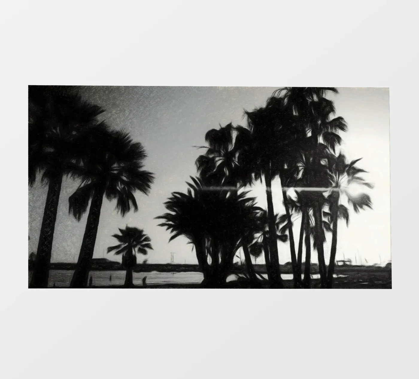 Palme pellicola backlit da Massimo Frascogna