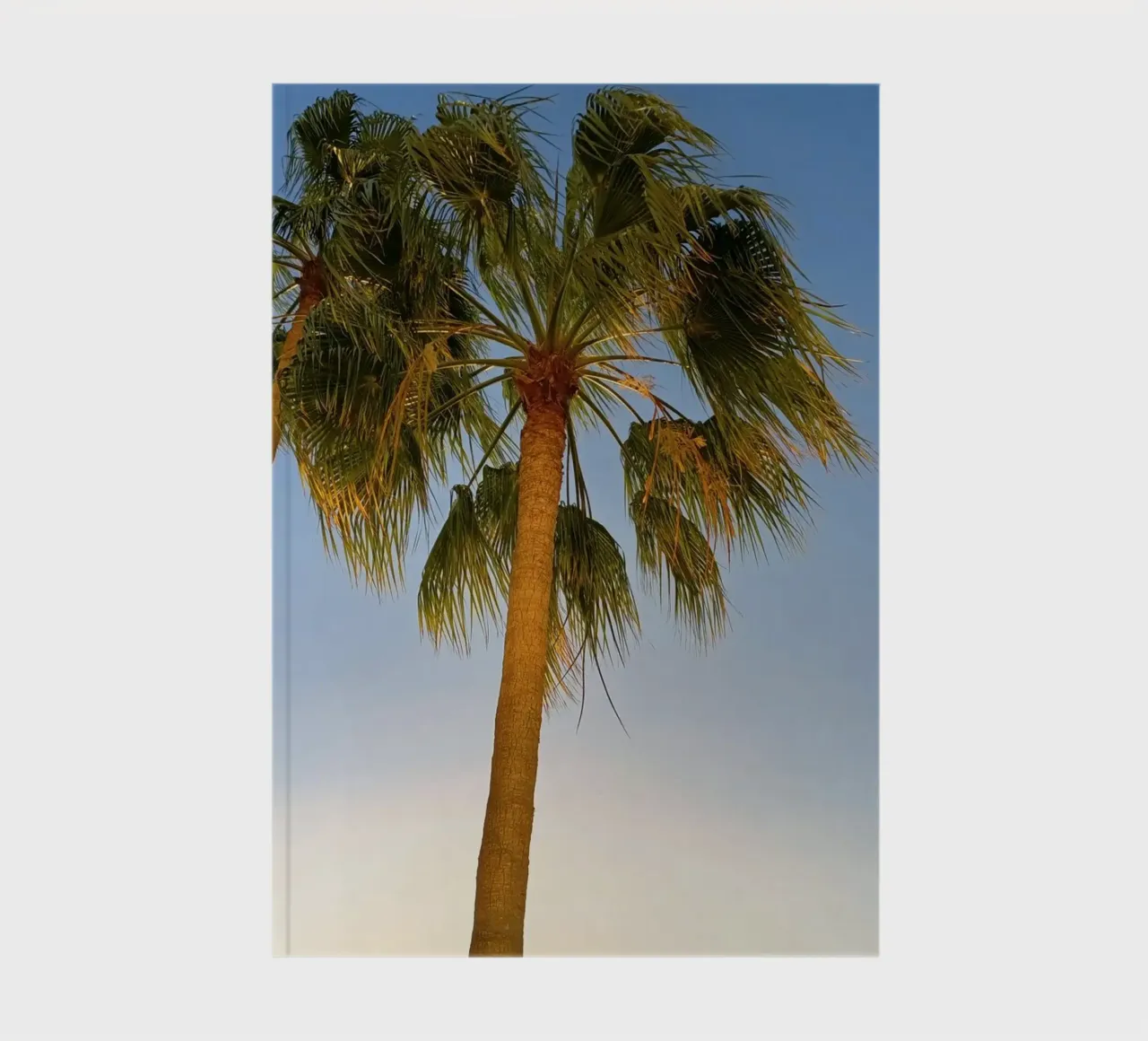 Palms notebook by Massimo Frascogna