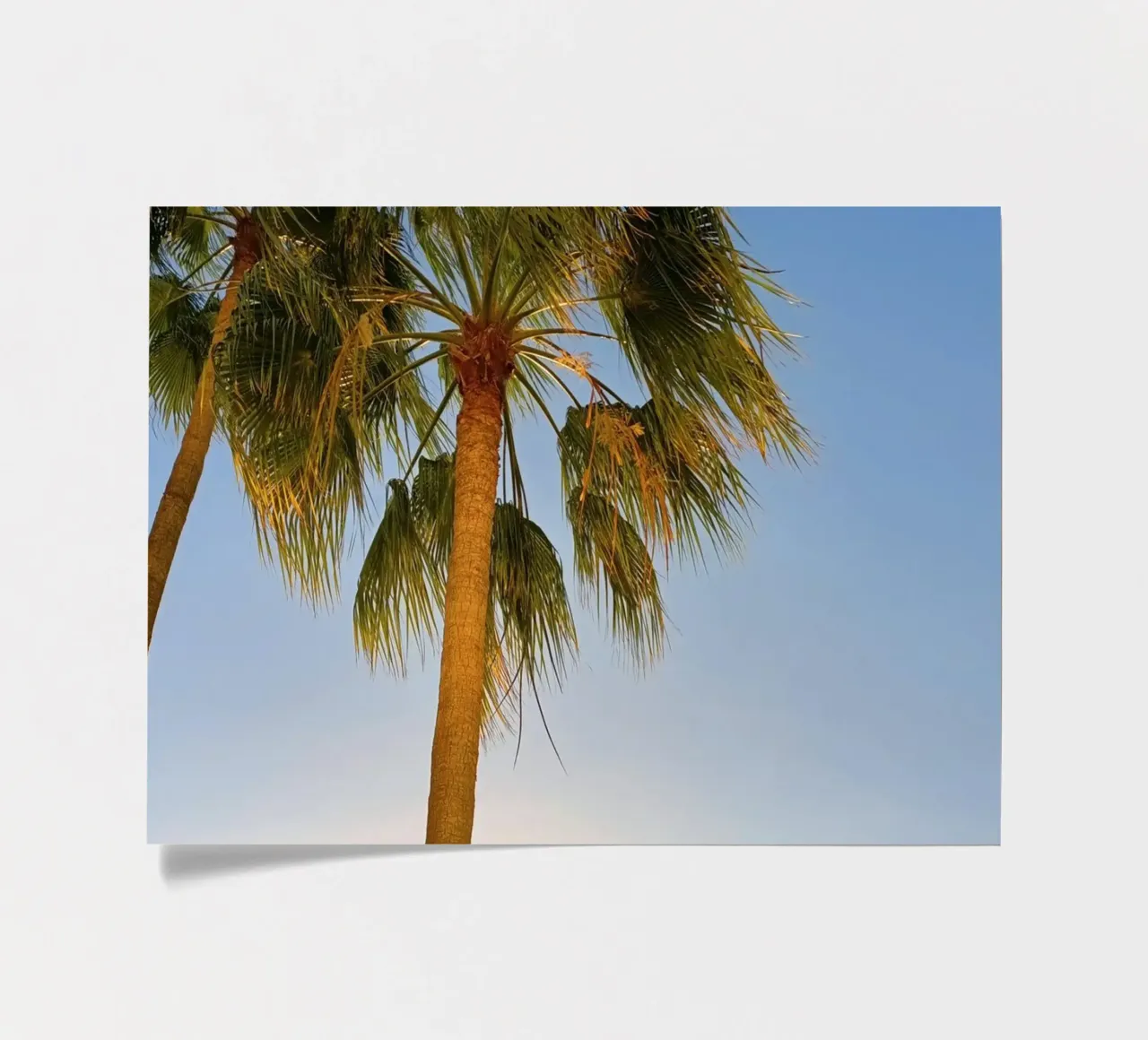 Palms sticker sheet by Massimo Frascogna