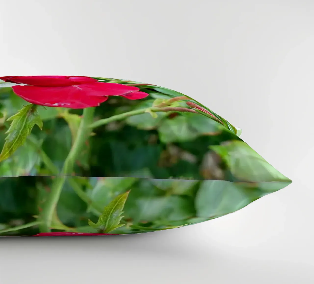 Rosa rossa cuscino da Massimo Frascogna