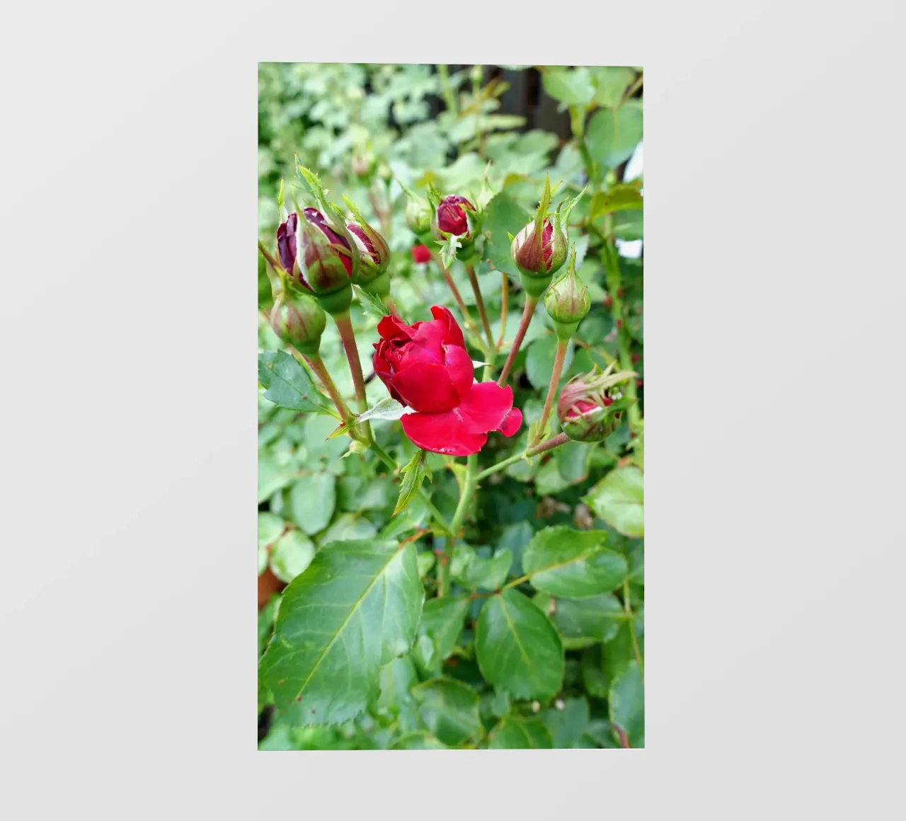 Rote Rose Fototapete von Massimo Frascogna