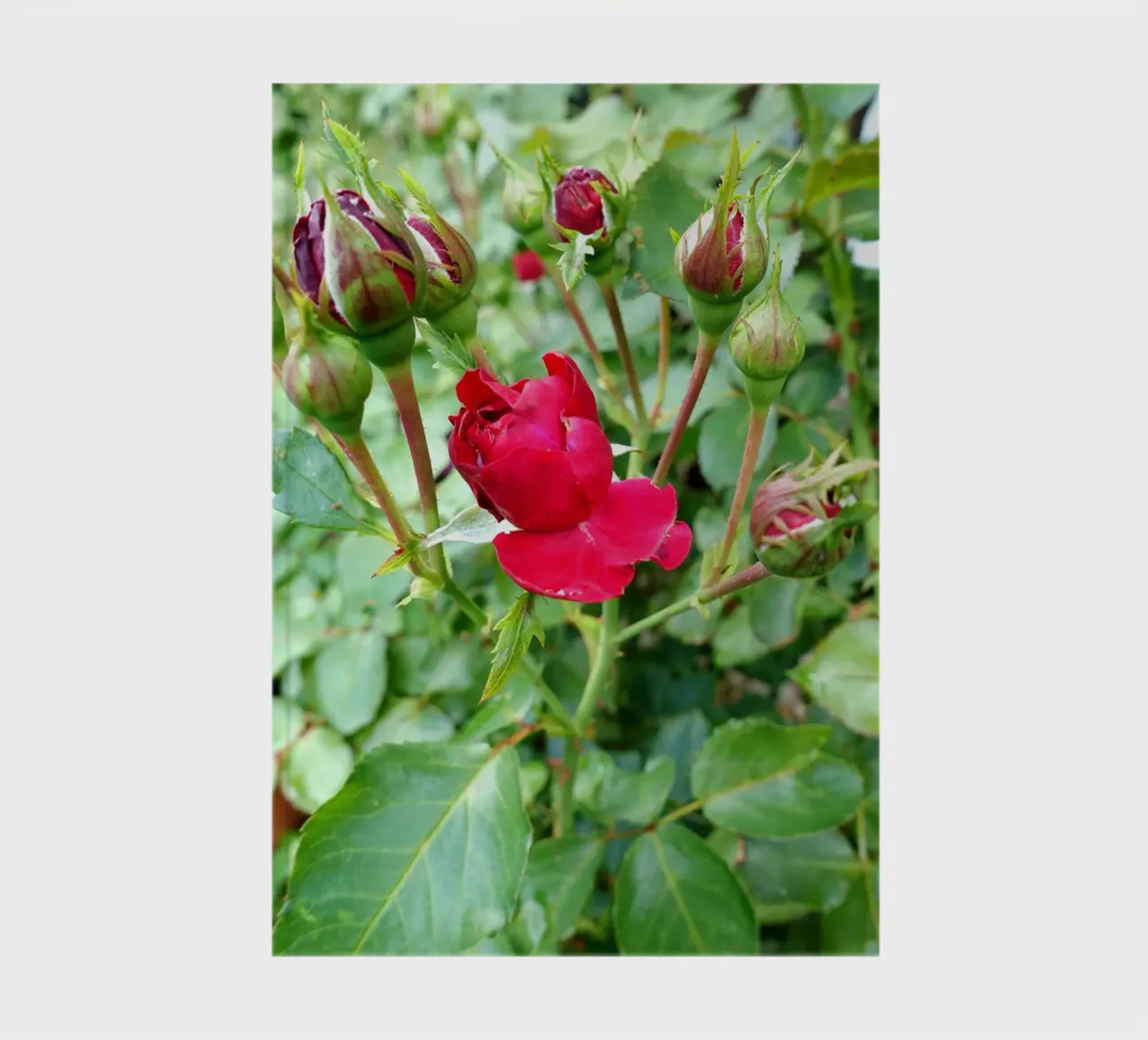 Red rose notebook by Massimo Frascogna